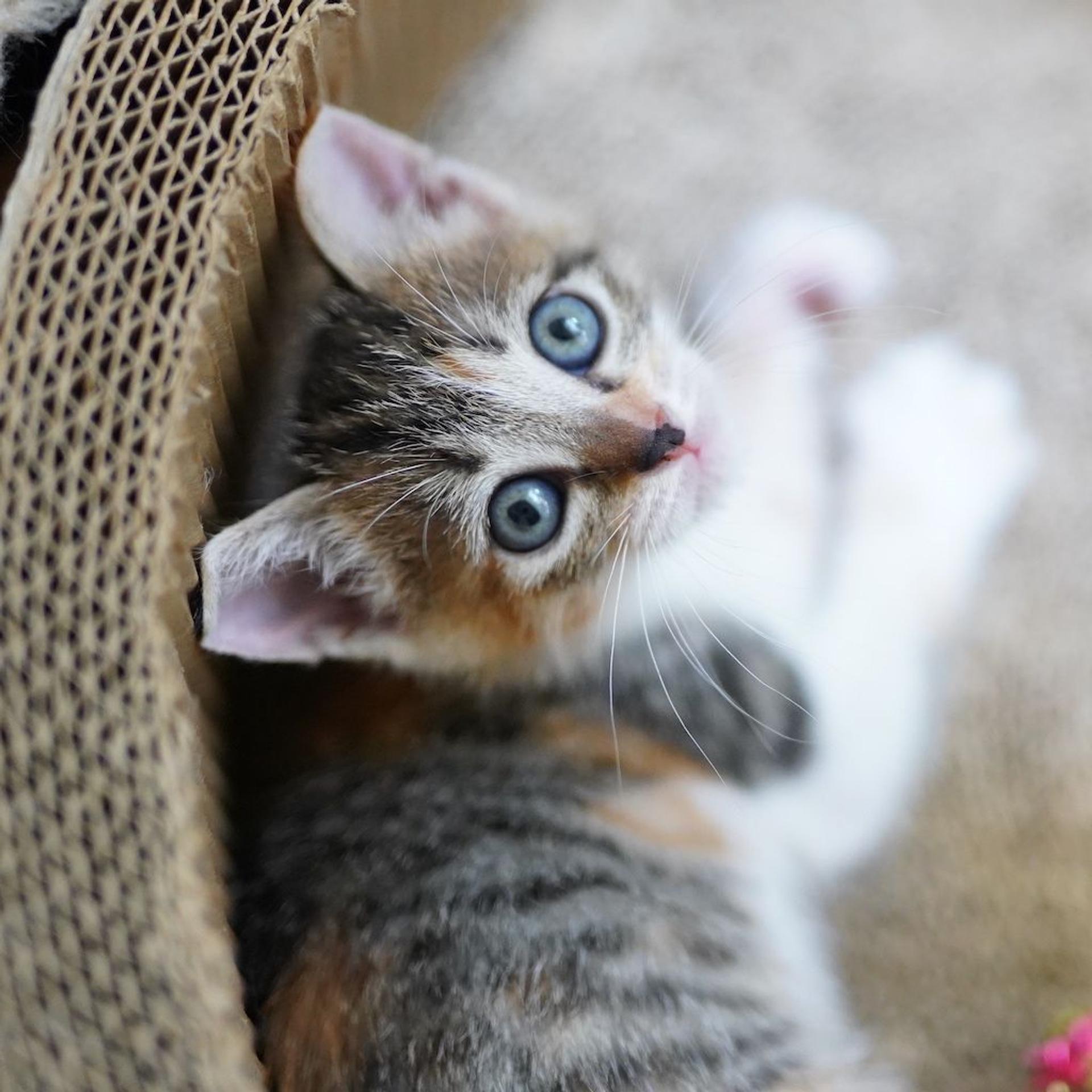 pet-image-2