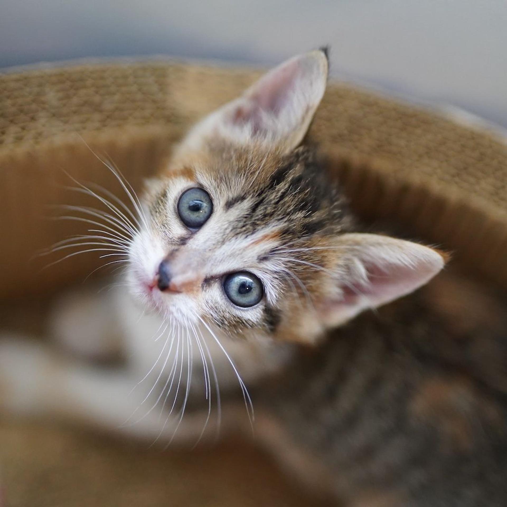 pet-image-5