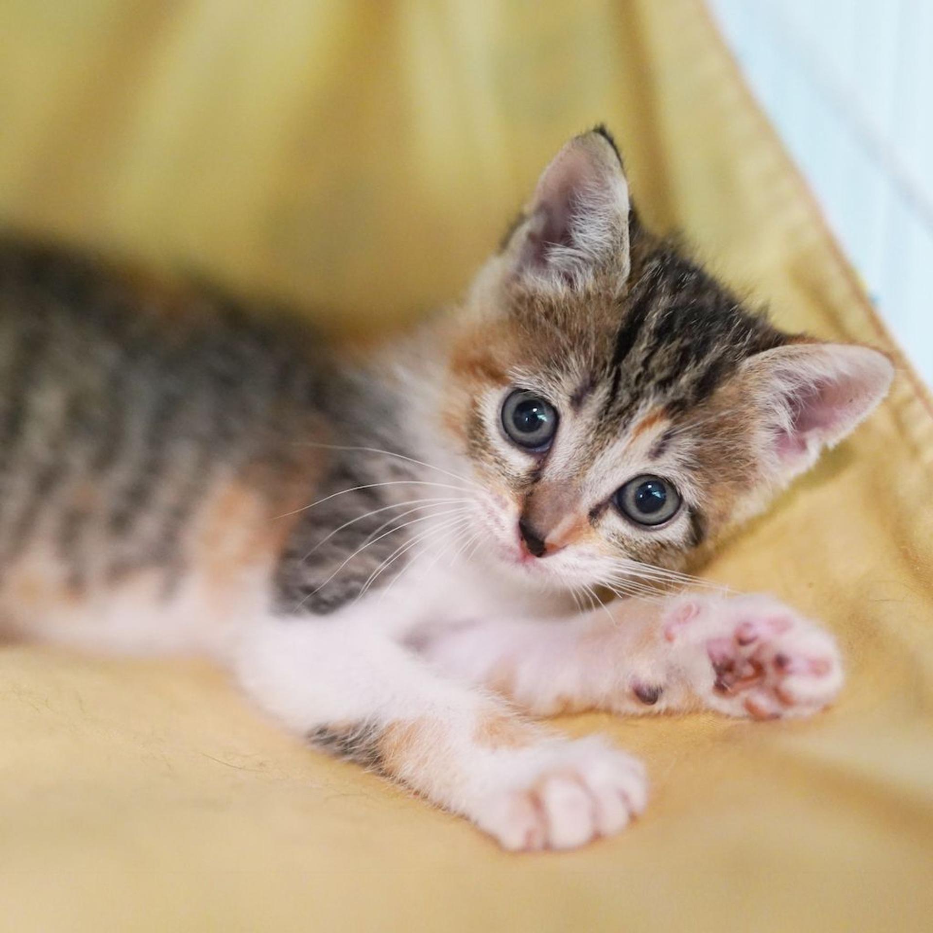 pet-image-6