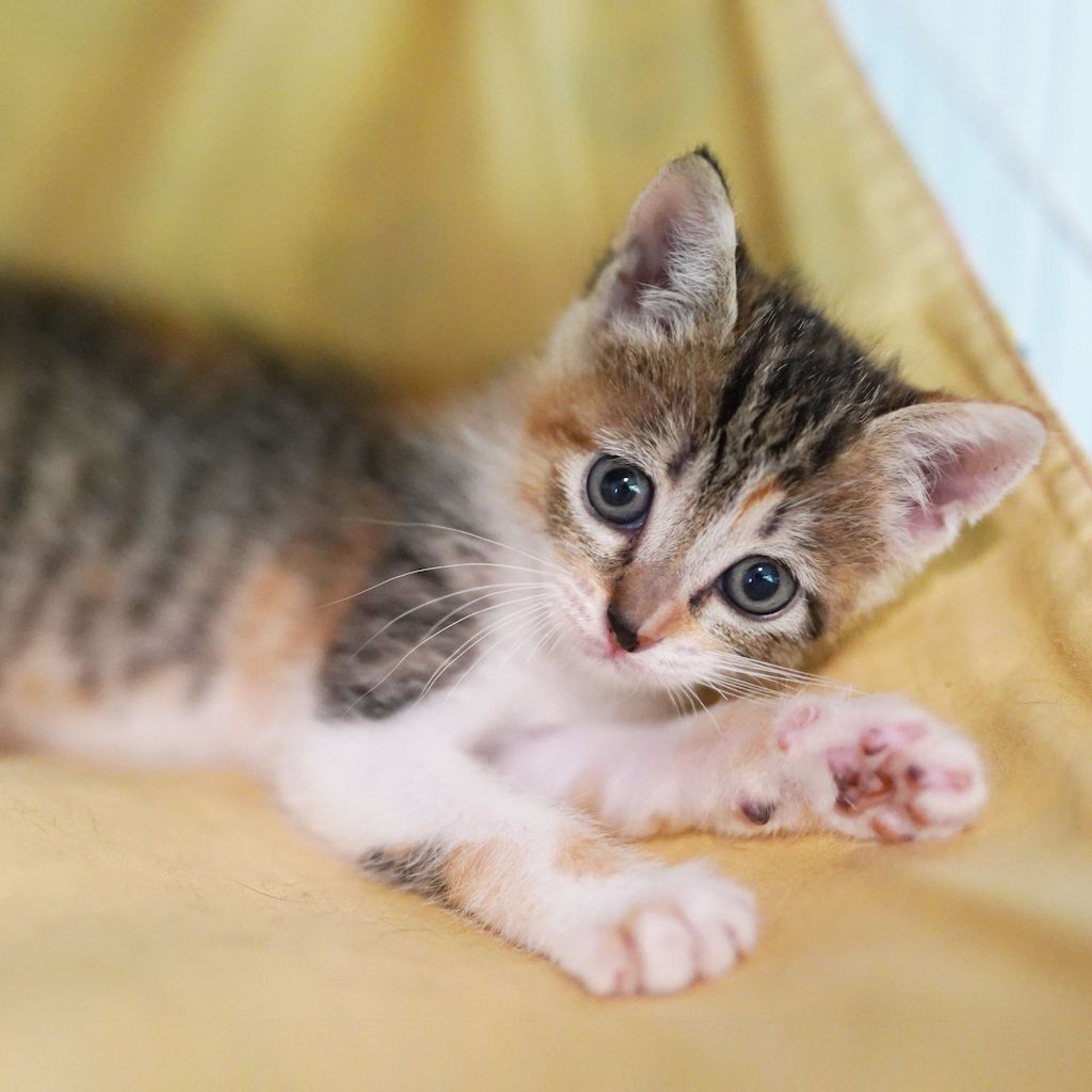 pet-image-6