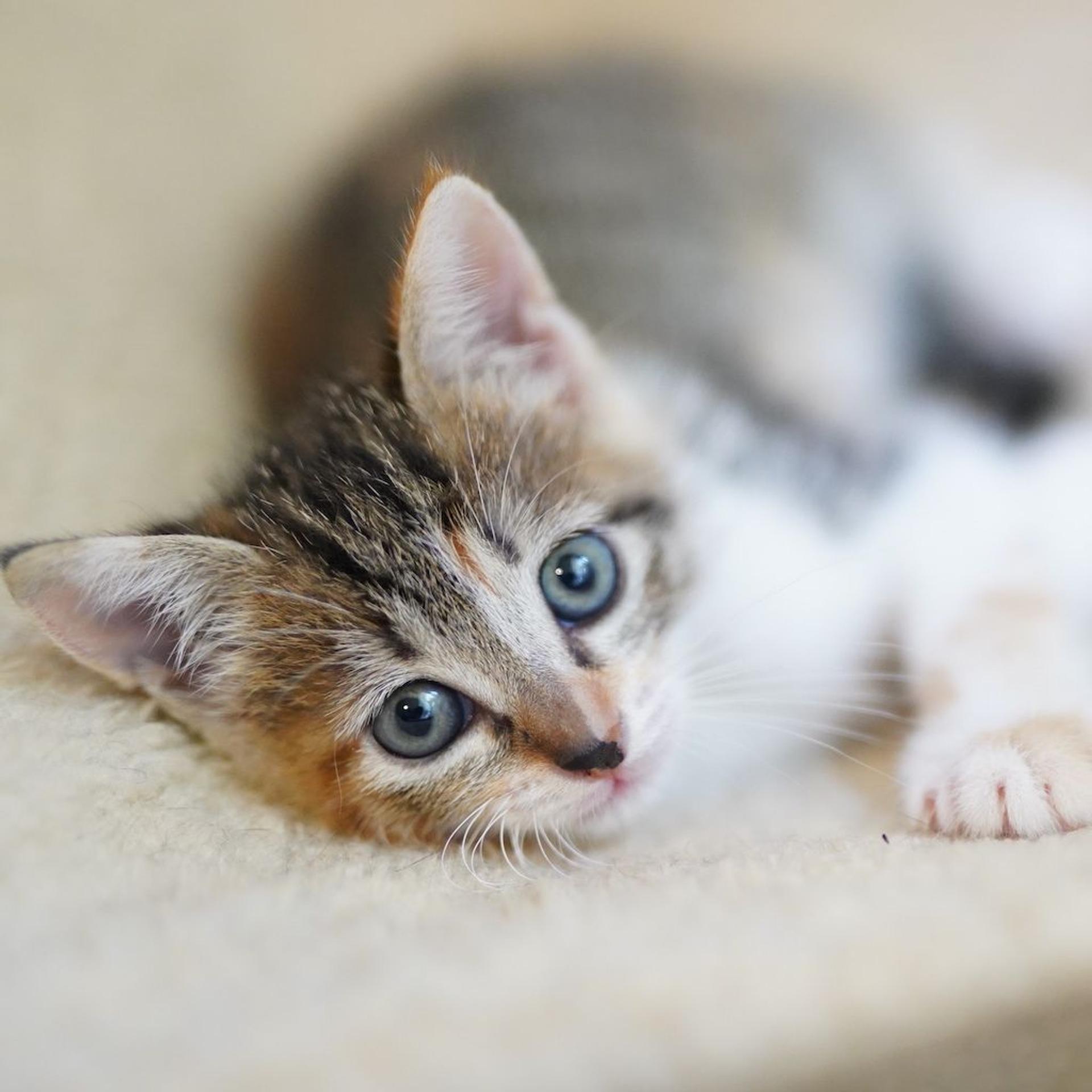 pet-image-7