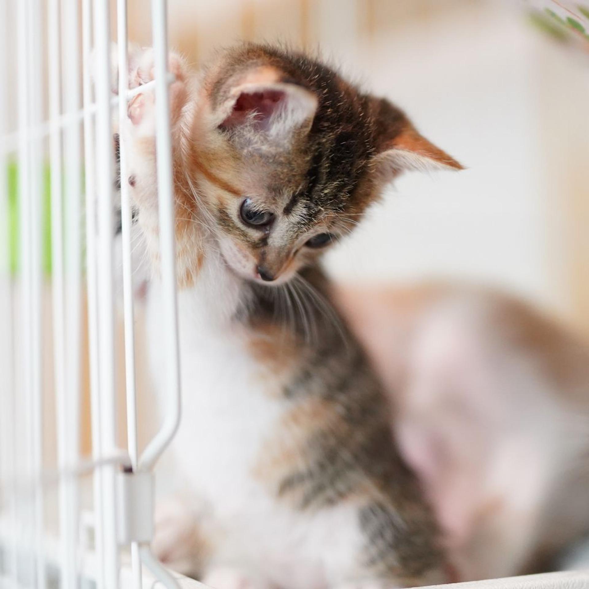 pet-image-8