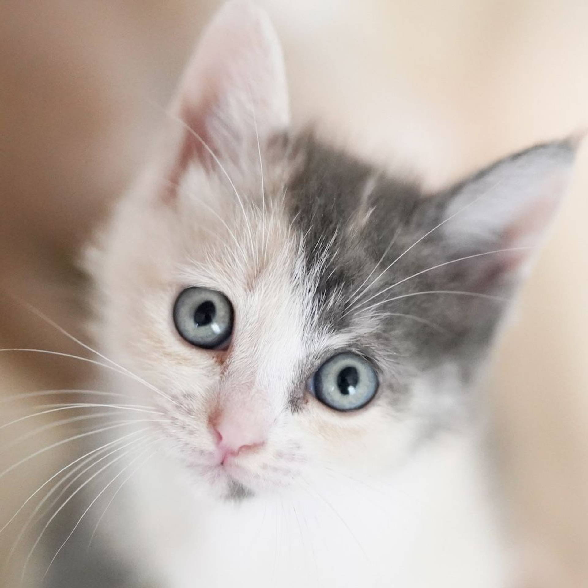 雑種（ミックス猫）・メスの里親募集の写真