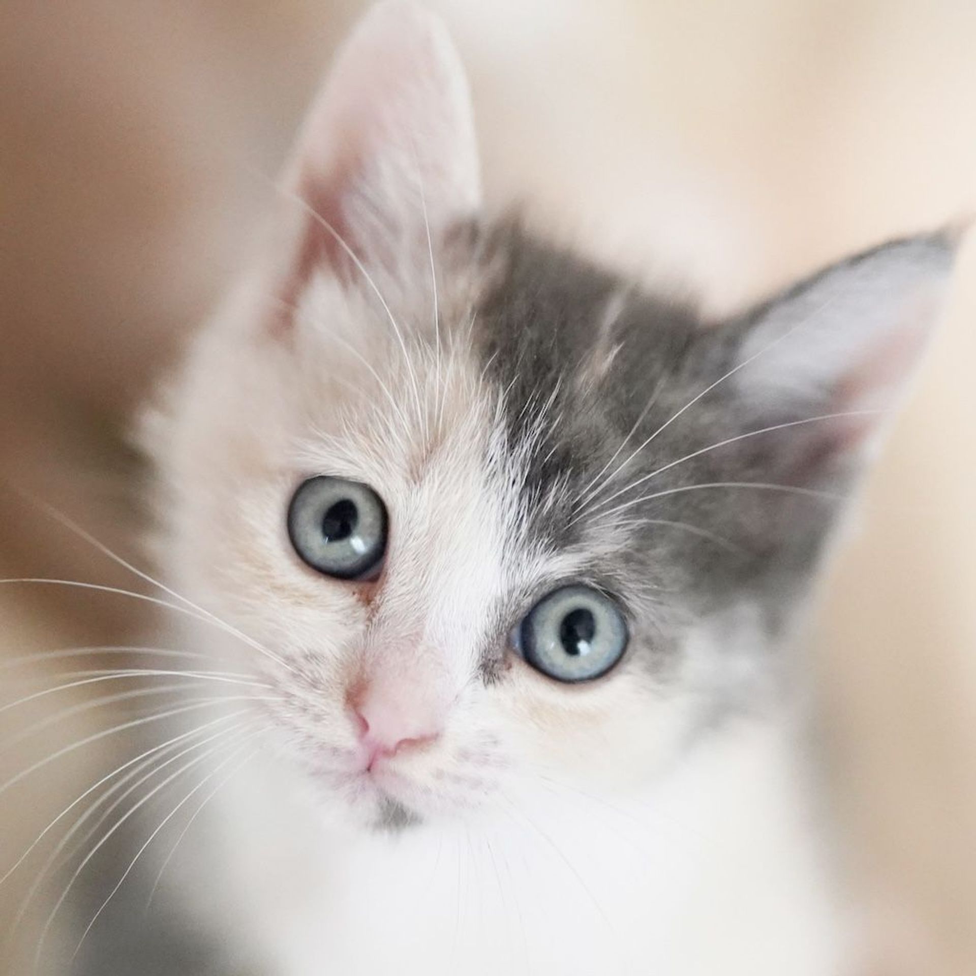 雑種（ミックス猫）・メスの里親募集の写真