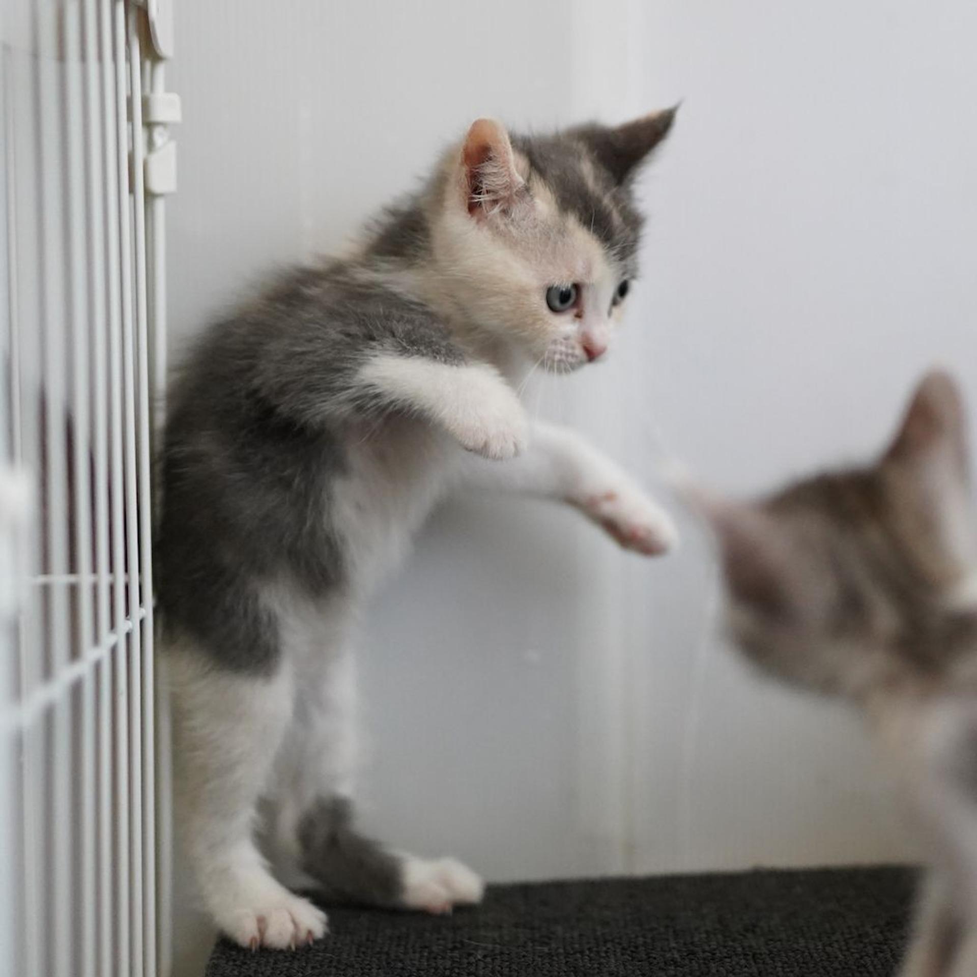 pet-image-5