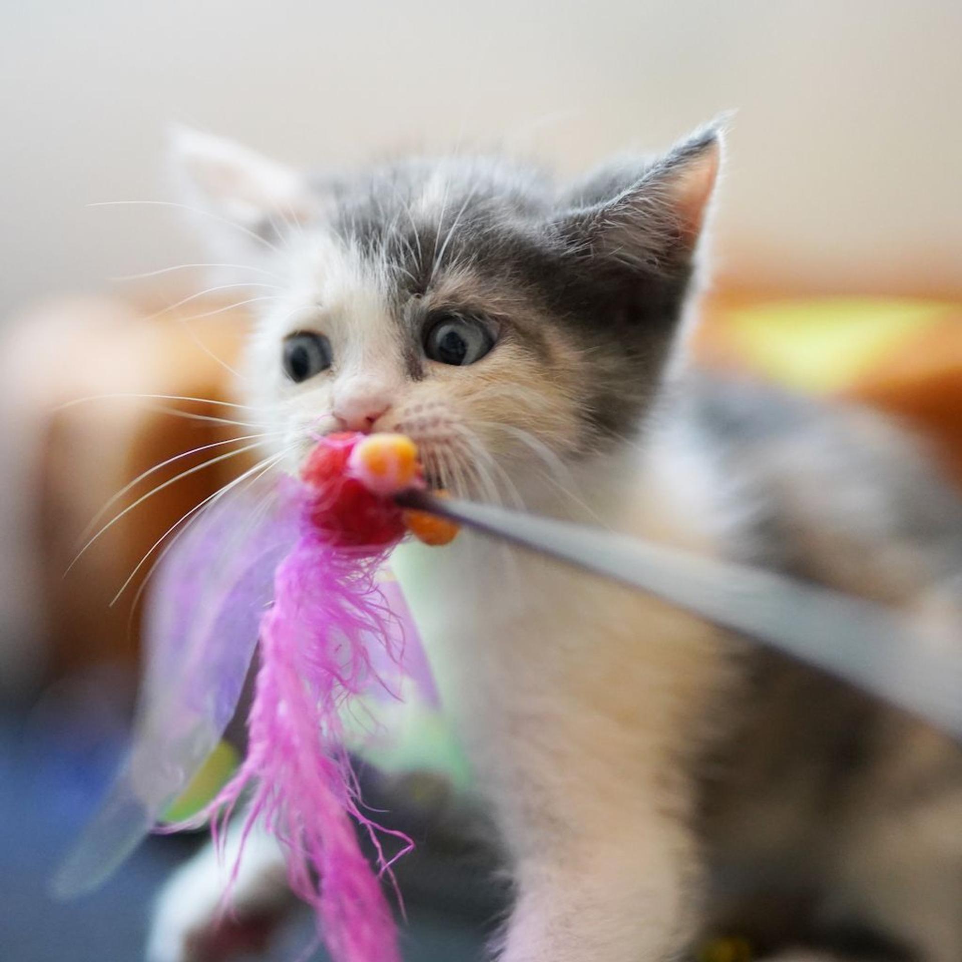 pet-image-6