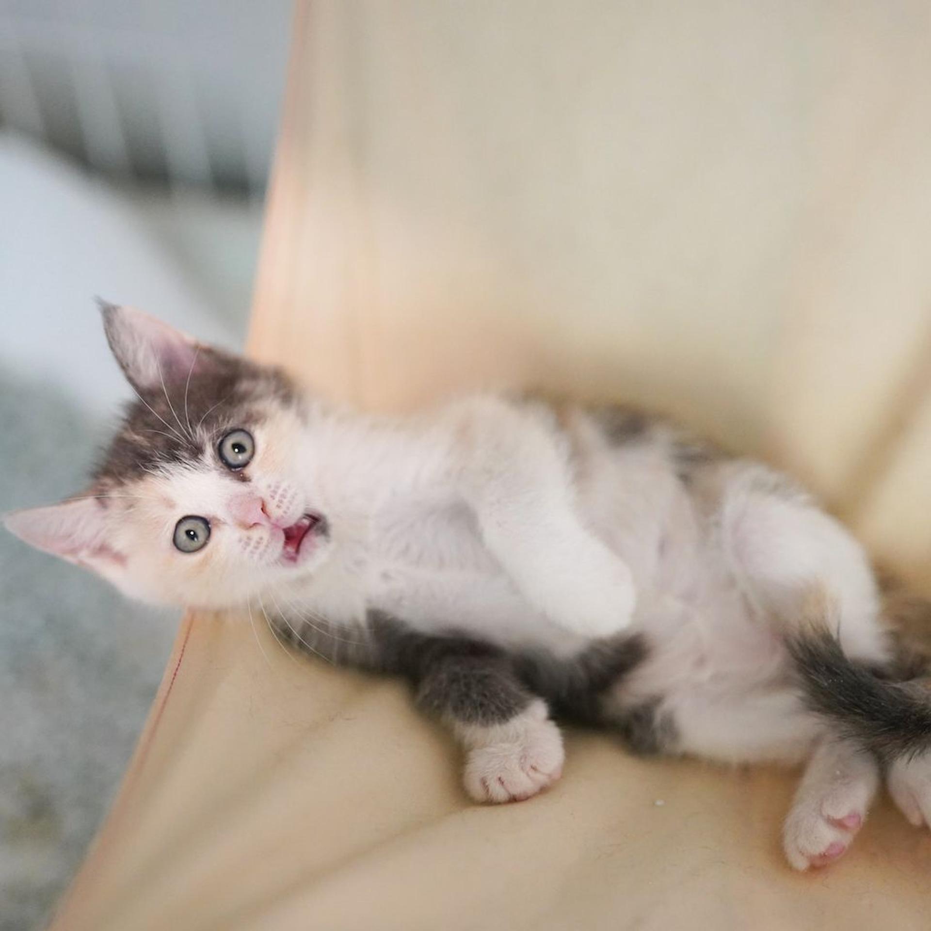 pet-image-7