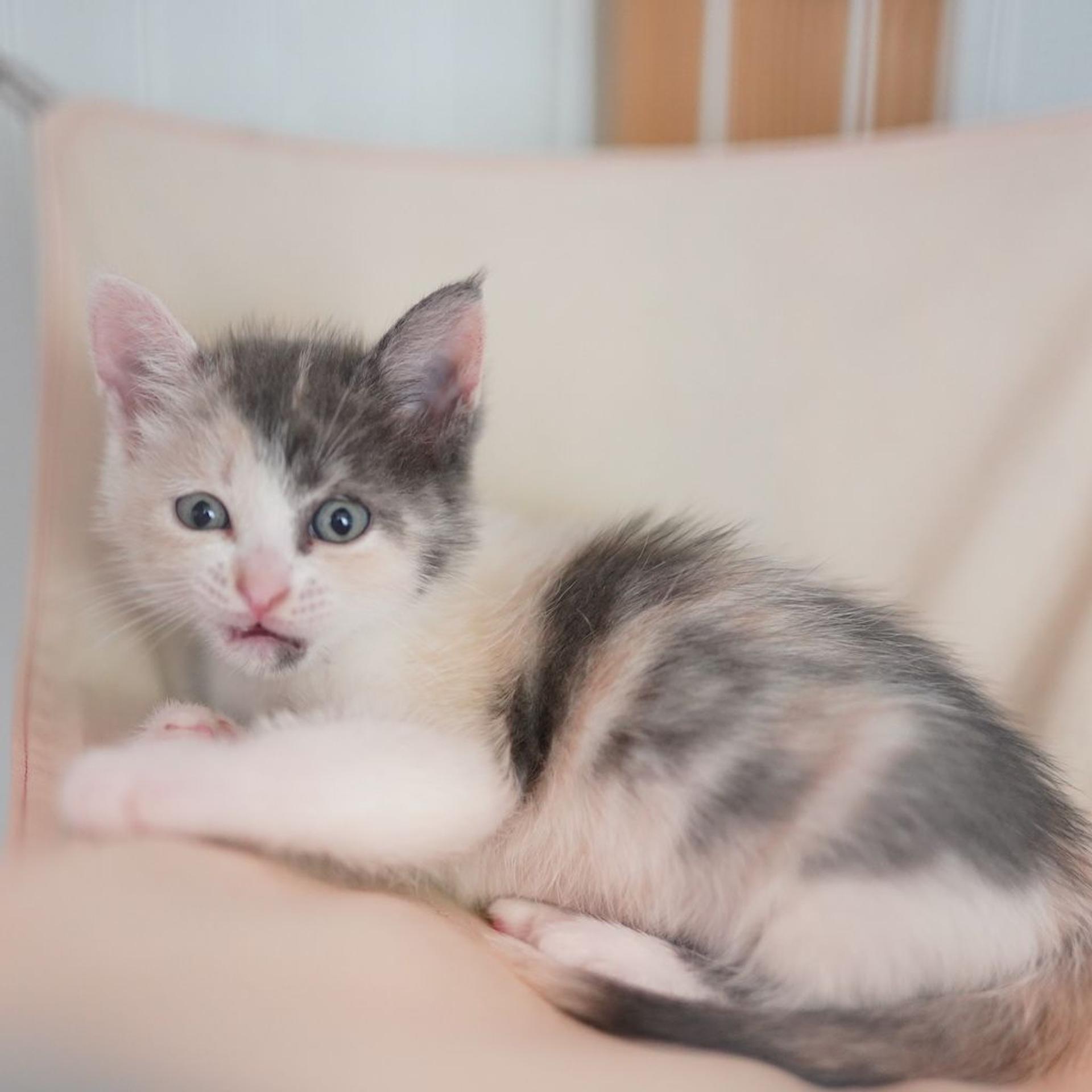 pet-image-8