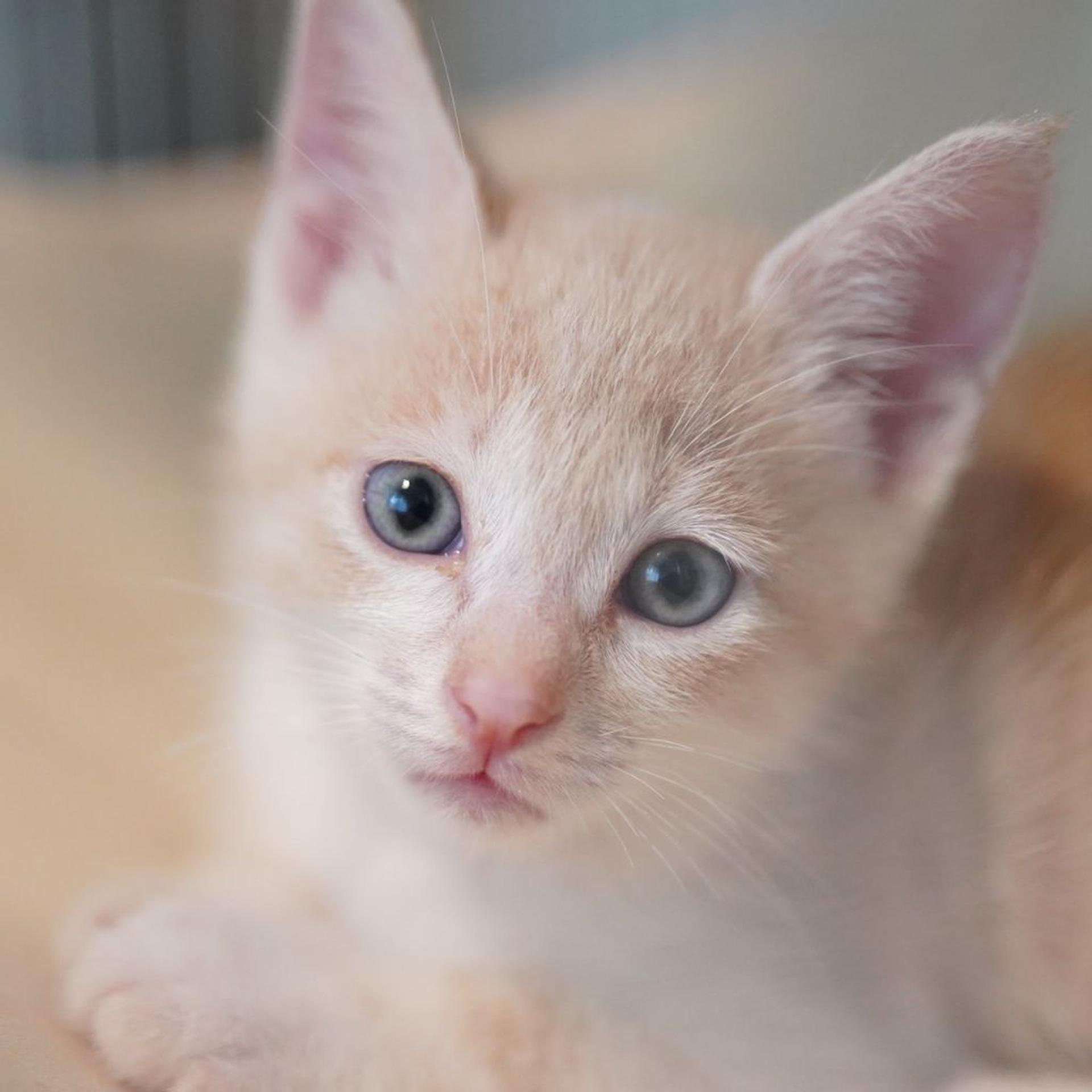 pet-image-3