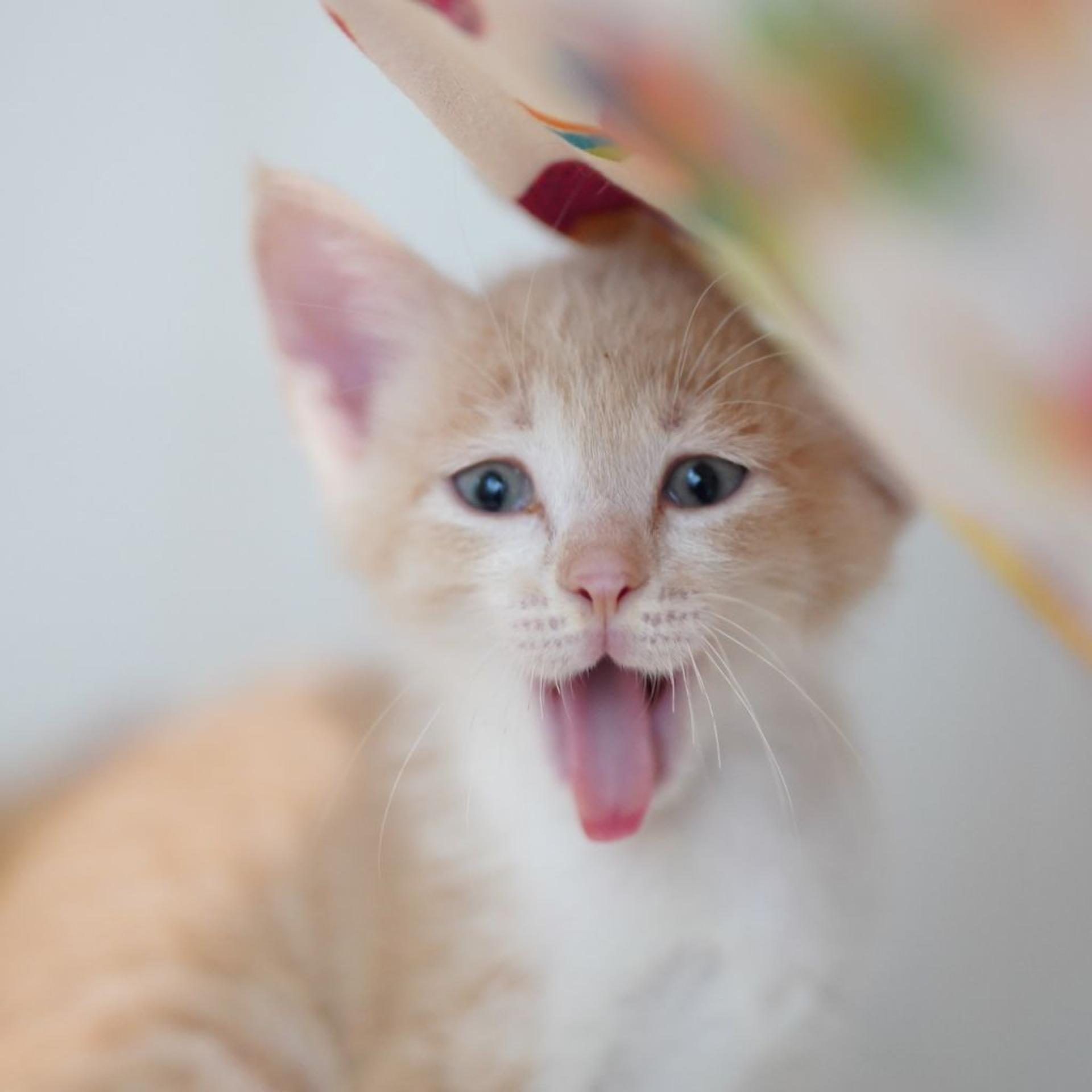 pet-image-4