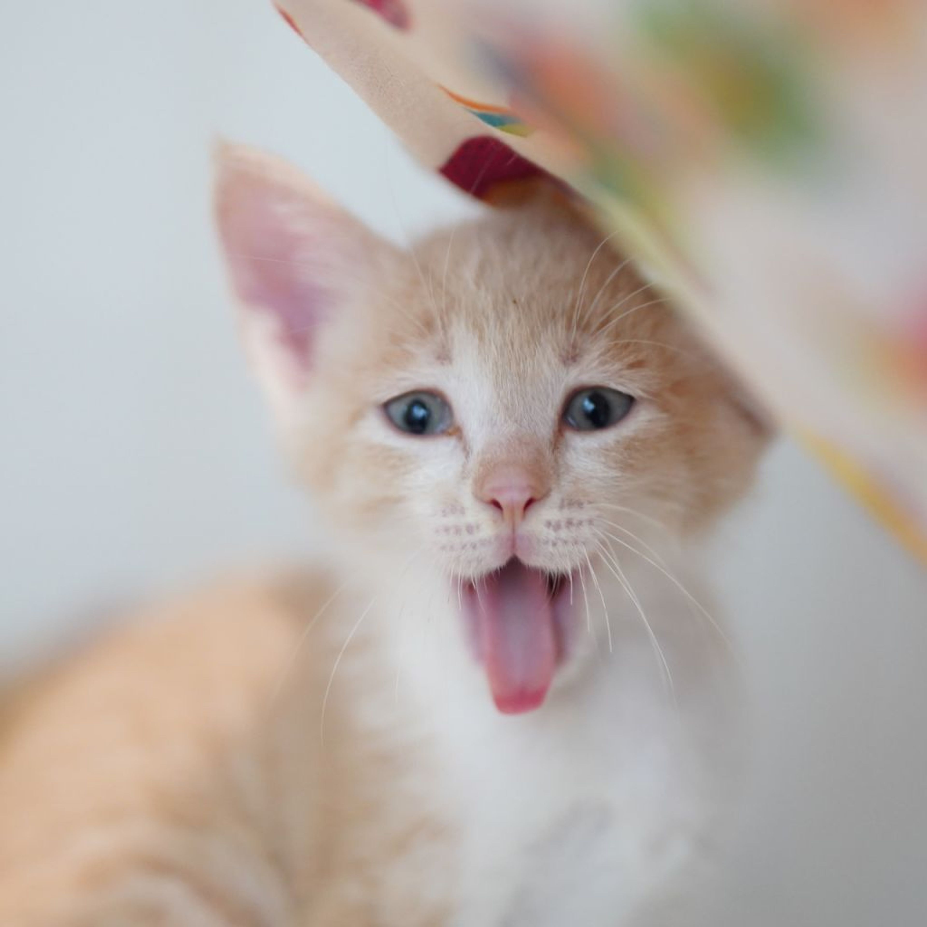 pet-image-4