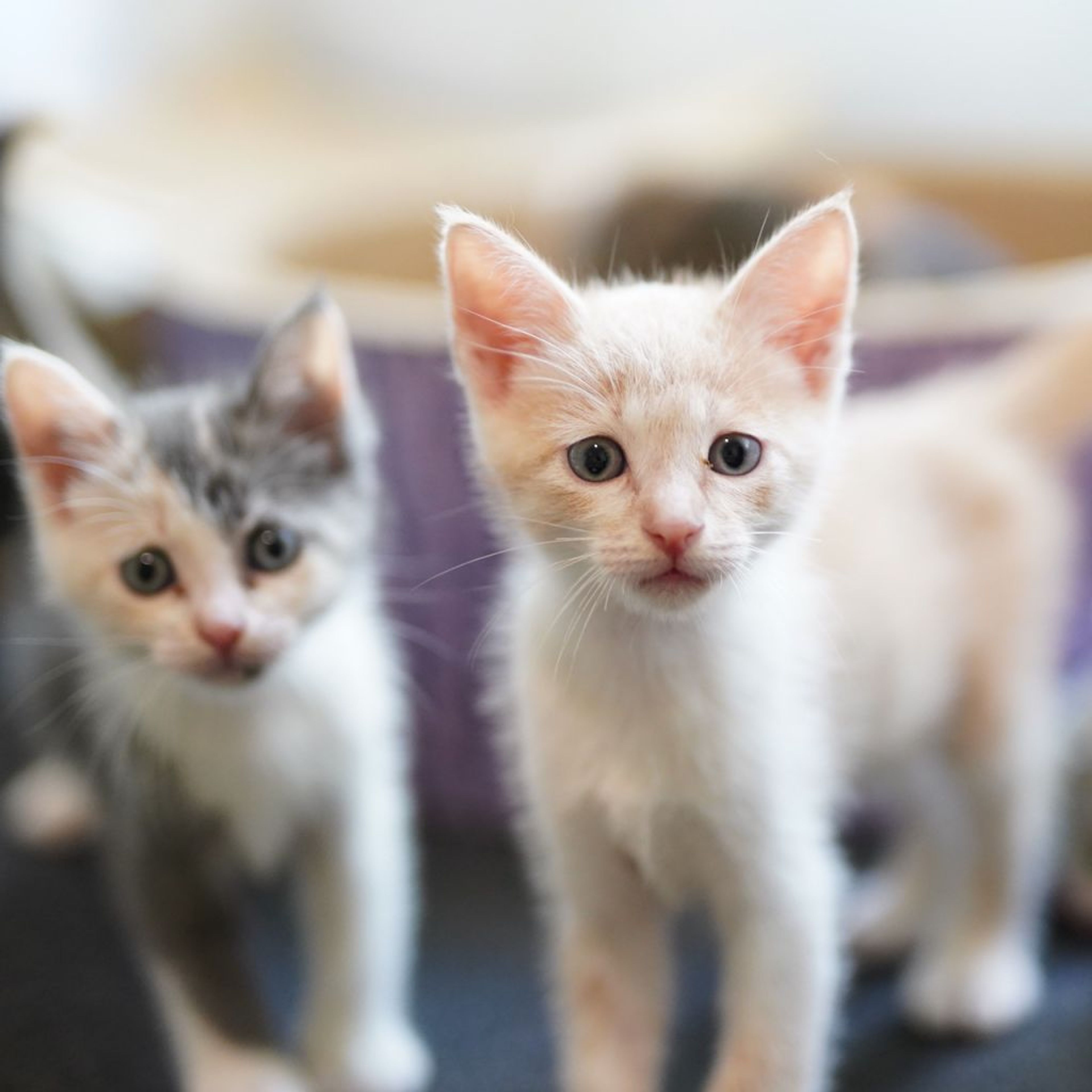 pet-image-6