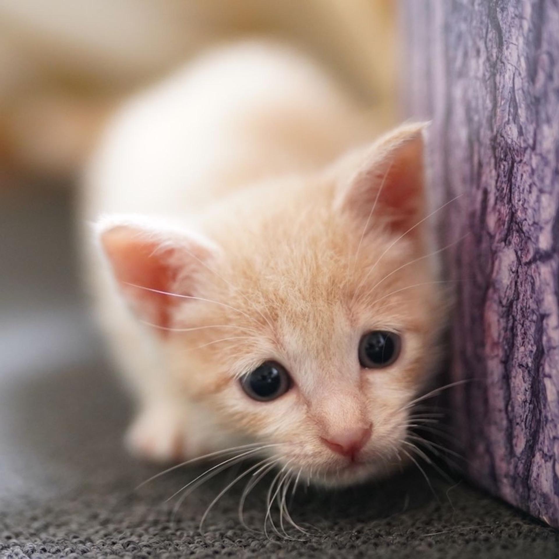 pet-image-8