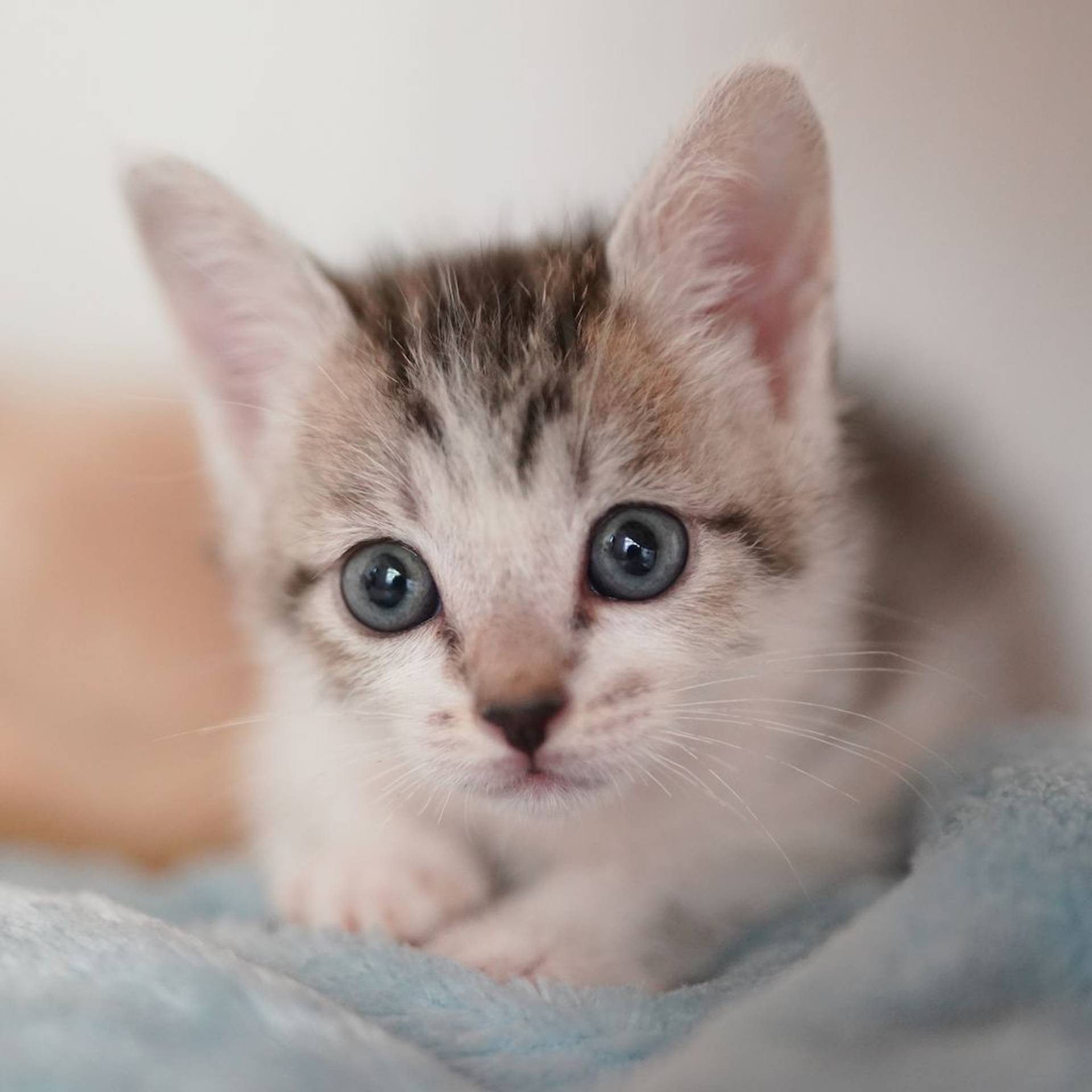 雑種（ミックス猫）・オスの里親募集の写真