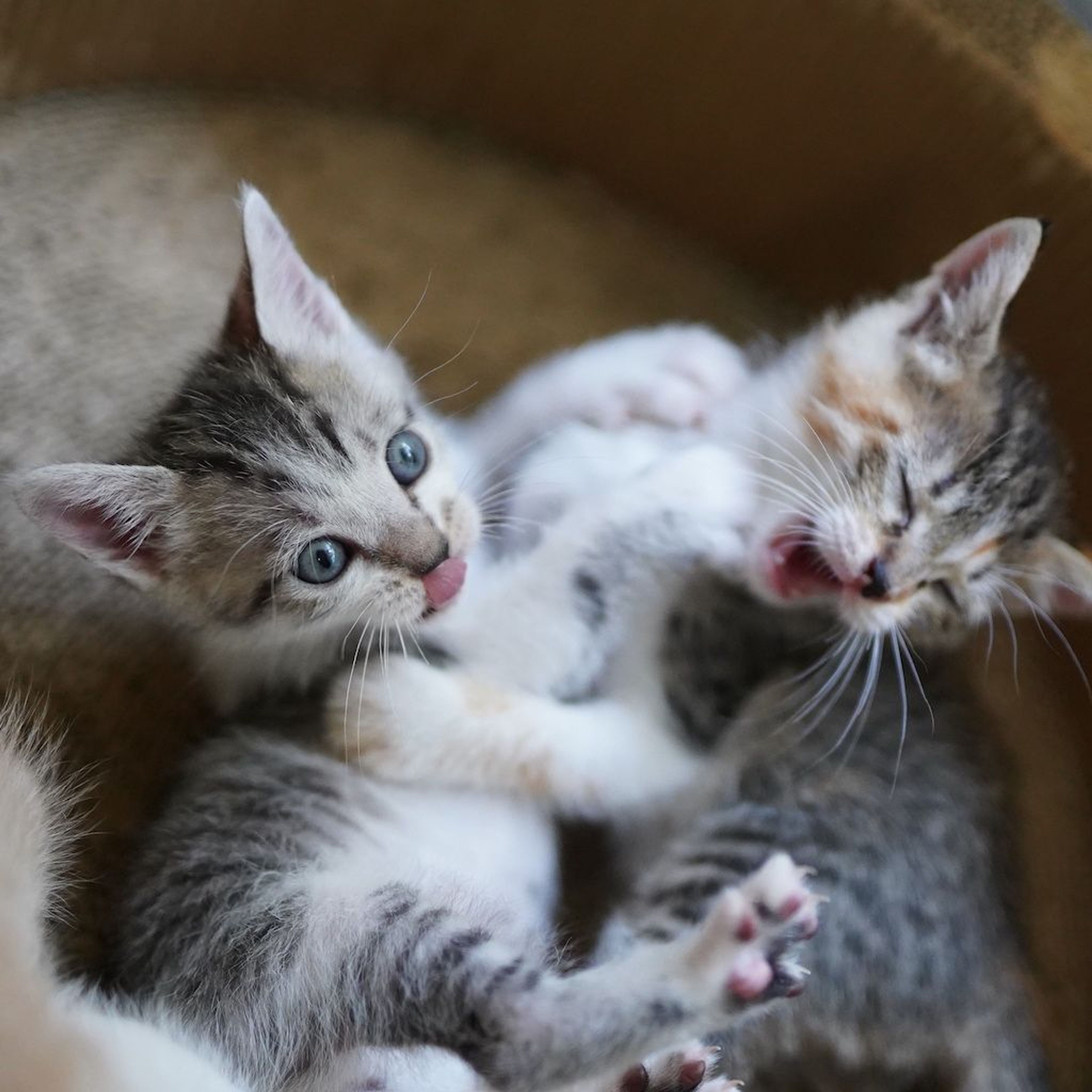 pet-image-5