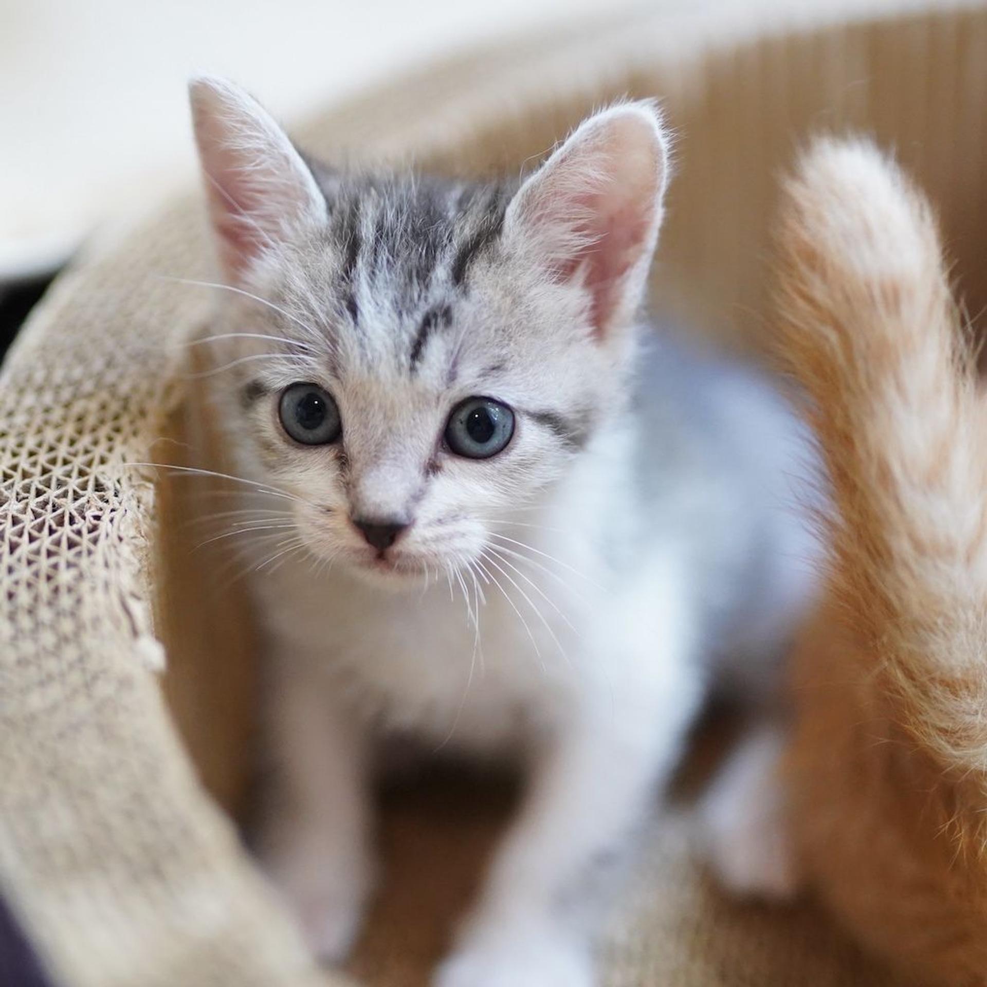 pet-image-6