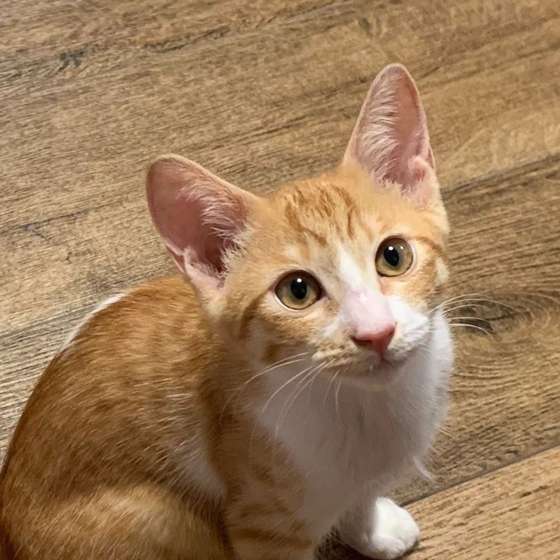 雑種（ミックス猫）・メスの里親募集の写真