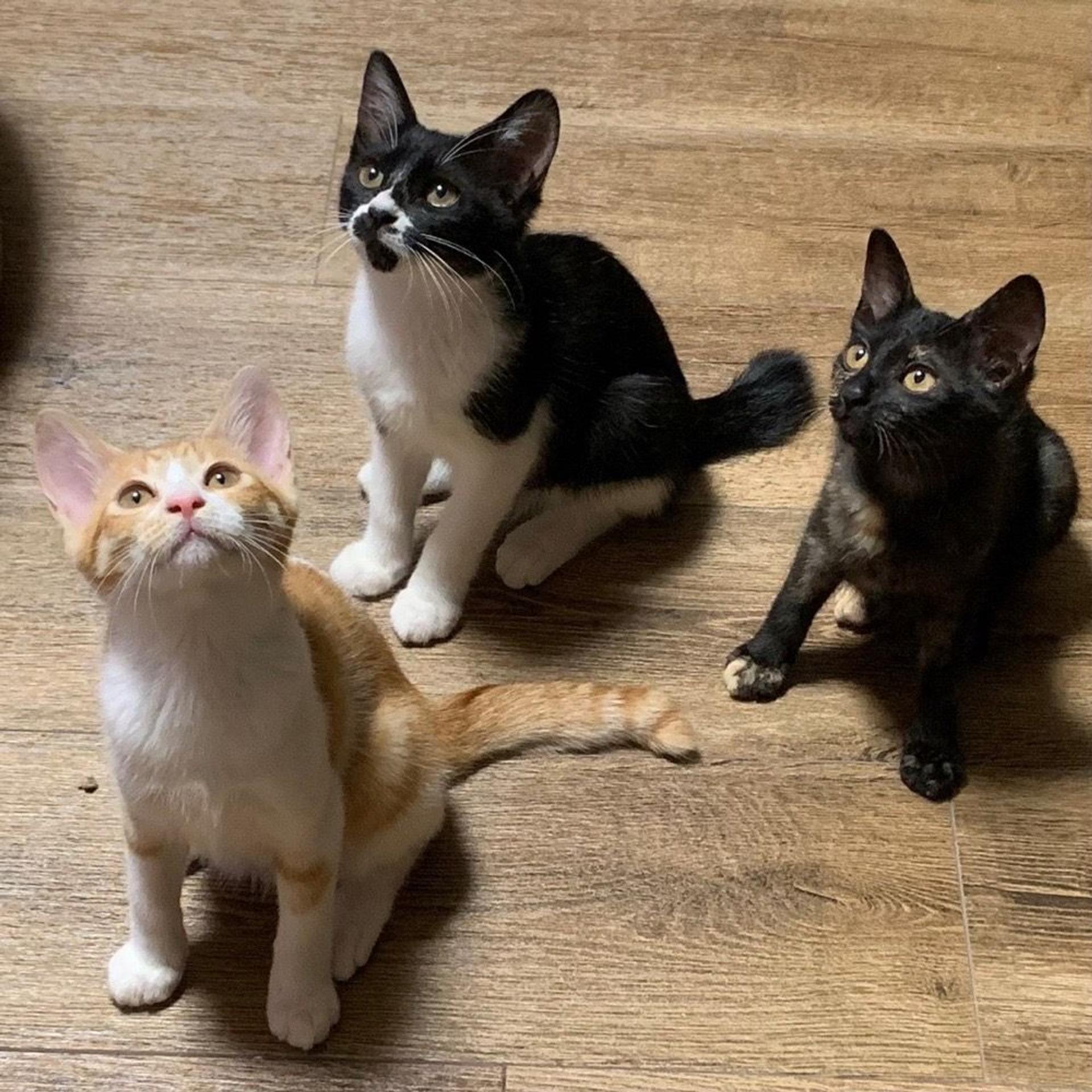 pet-image-7