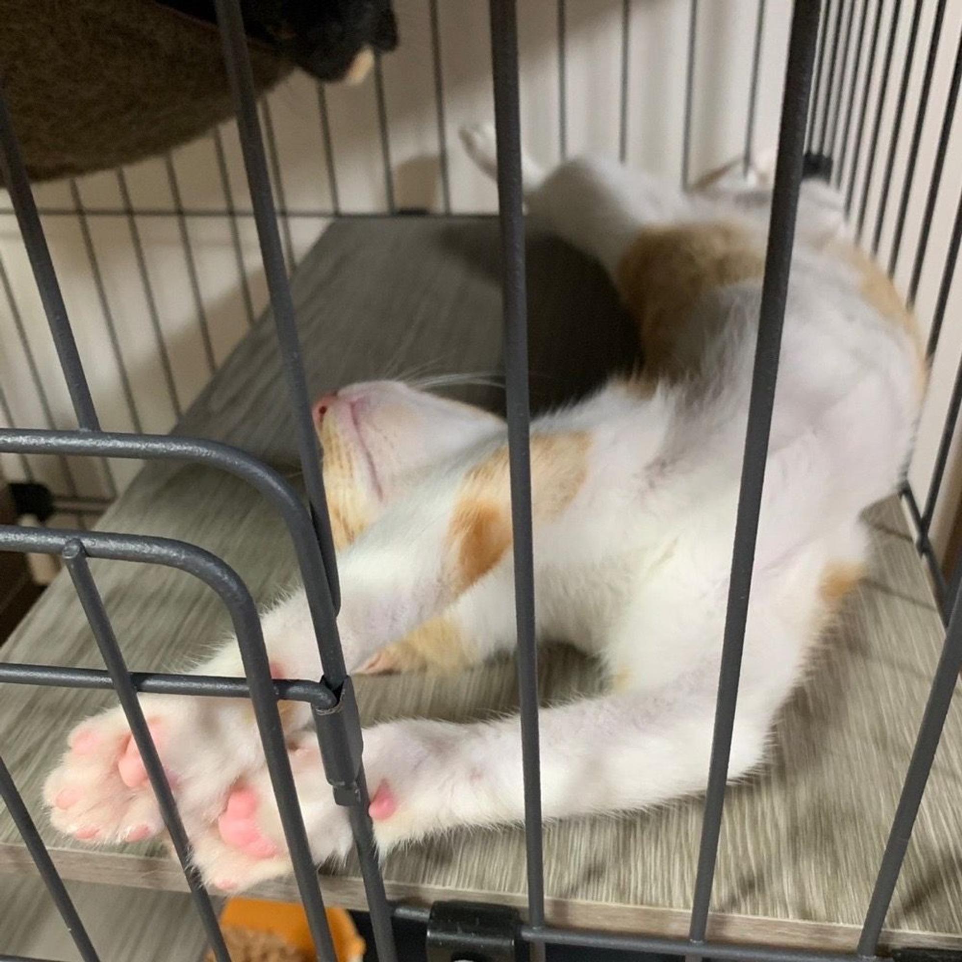 pet-image-8