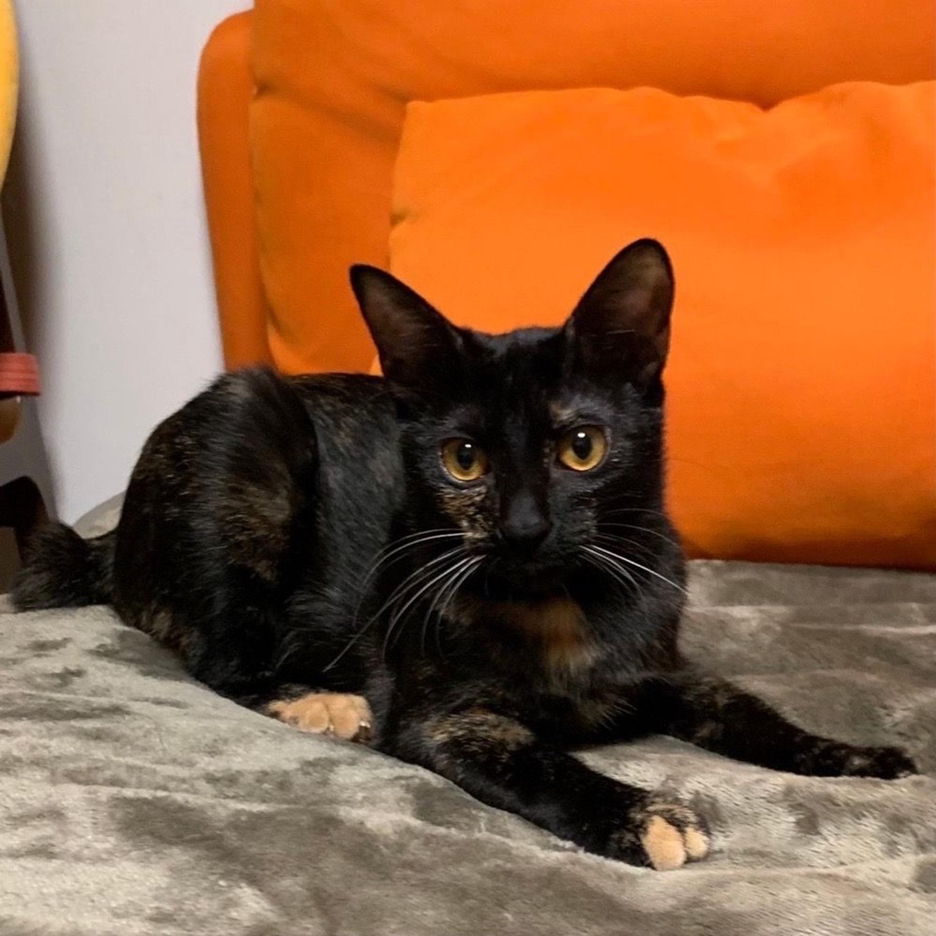 pet-image-2