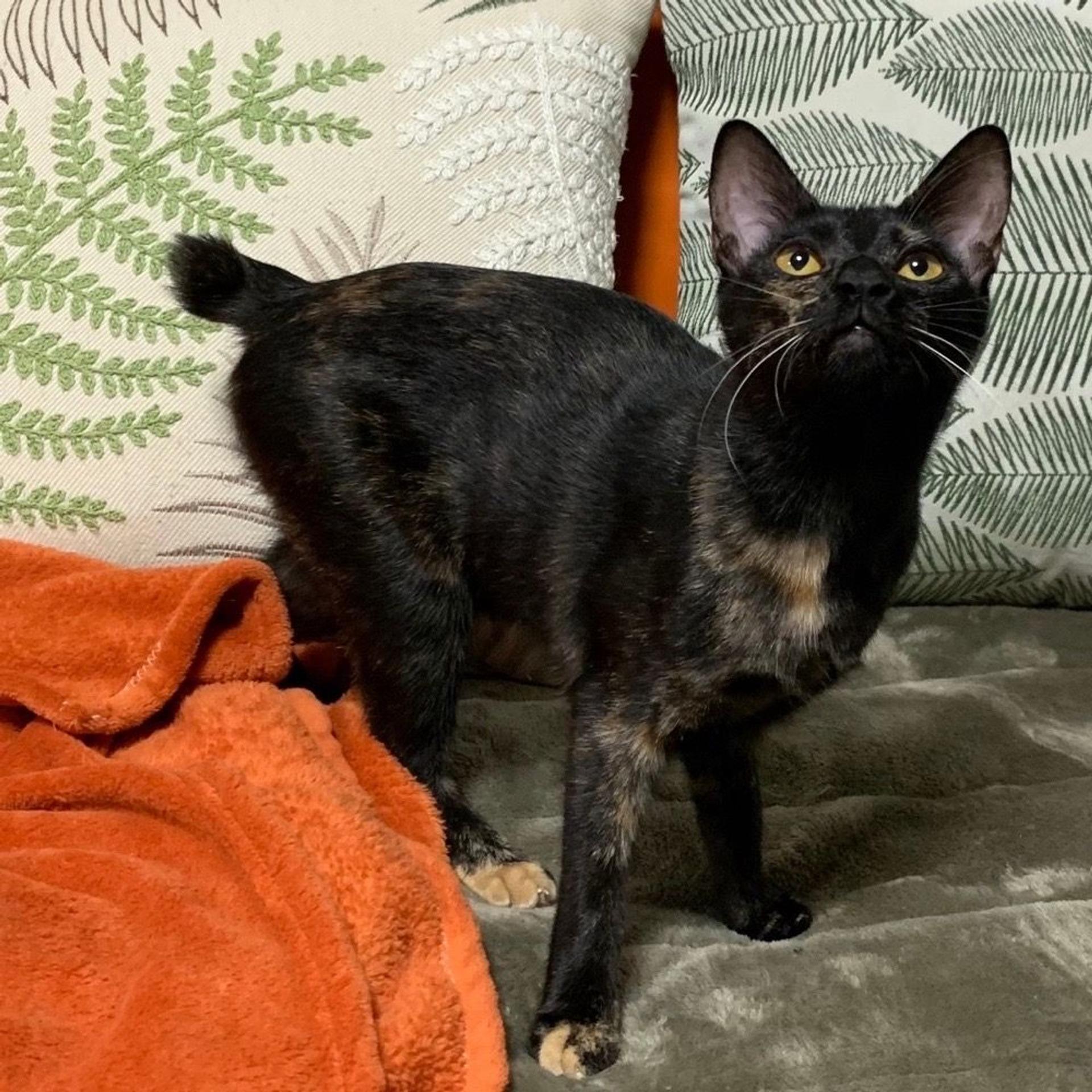 pet-image-5