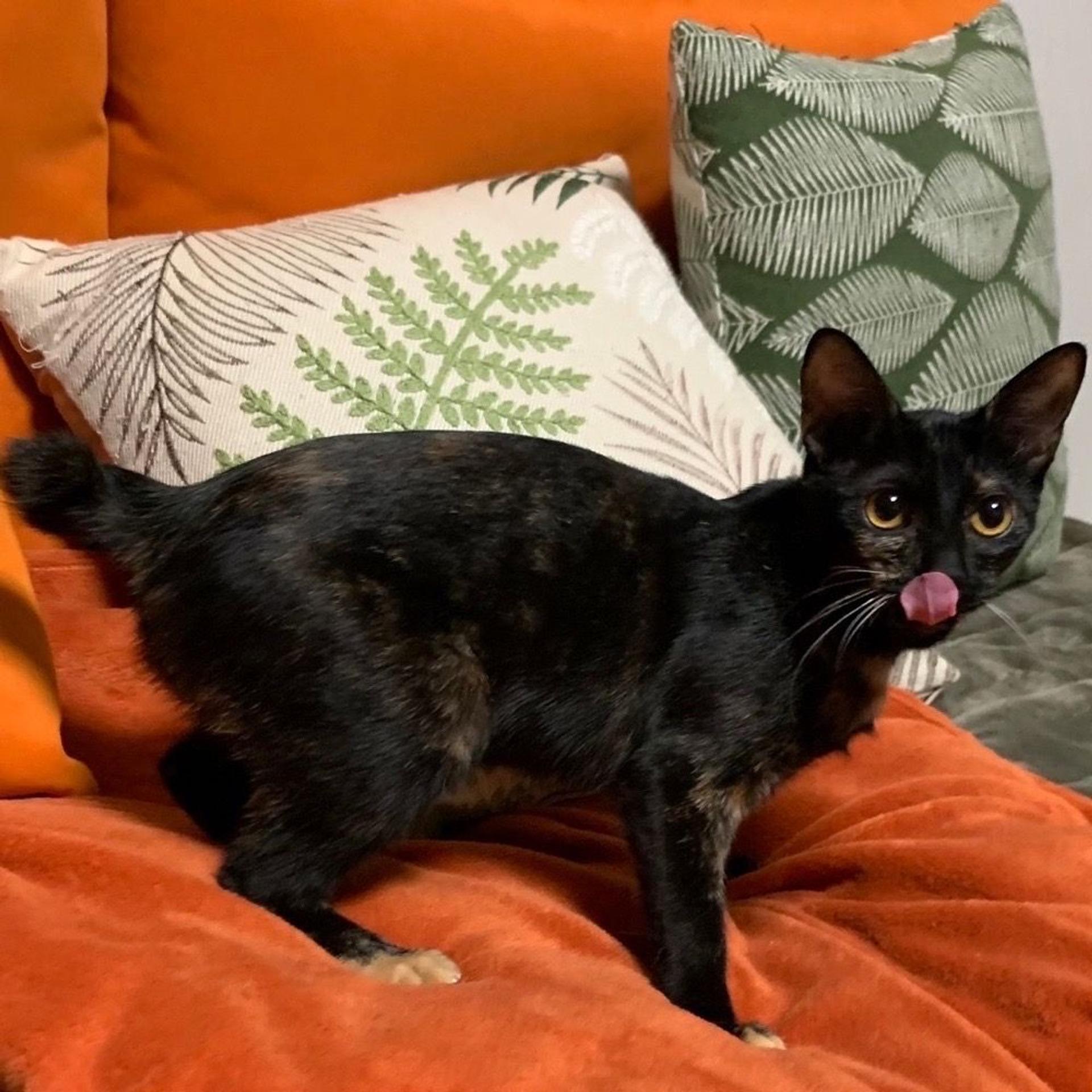 pet-image-8