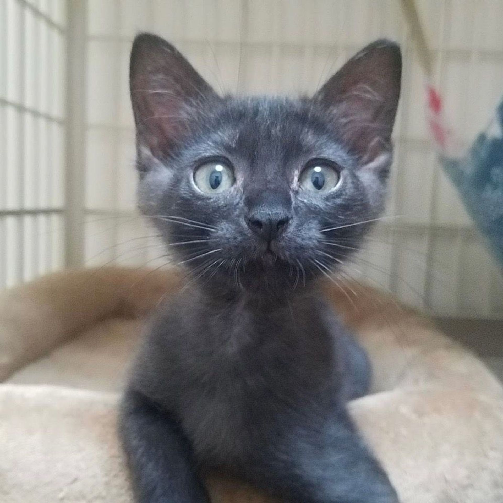 雑種（ミックス猫）・メスの里親募集の写真