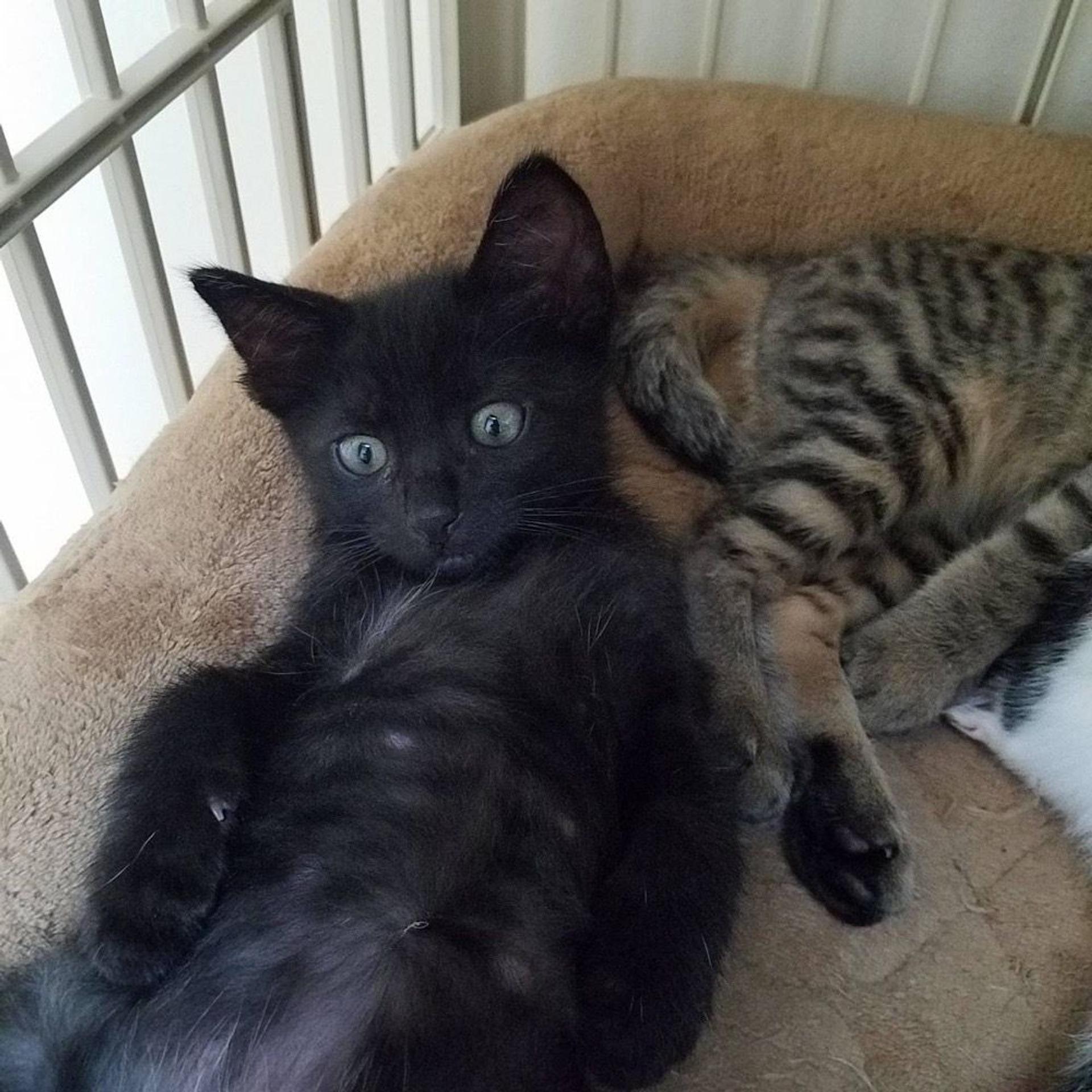 pet-image-2
