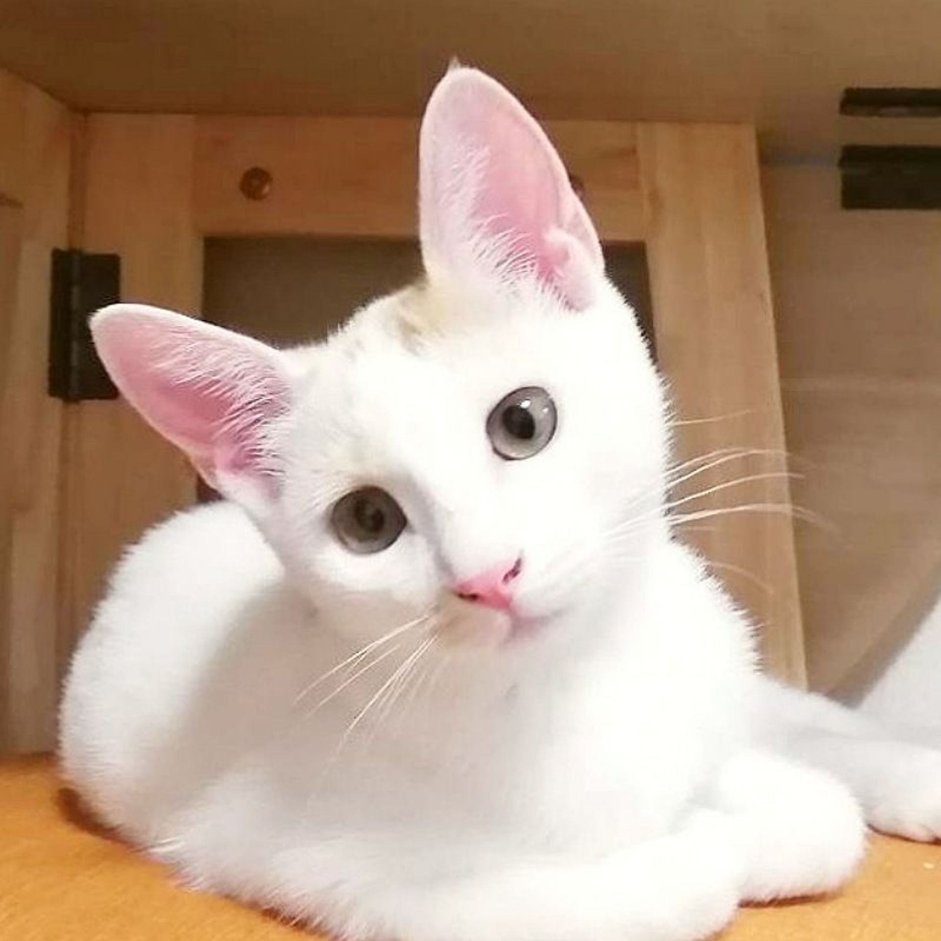 雑種（ミックス猫）・メスの里親募集の写真