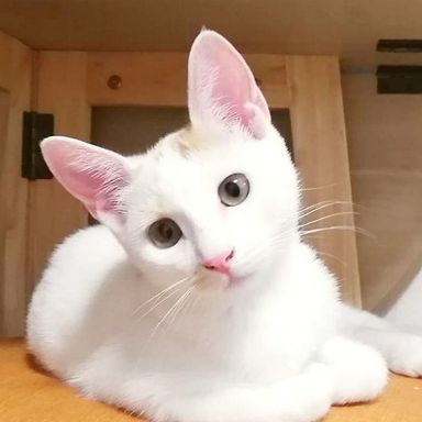 おきぬちゃん★9/18譲渡会参加の写真
