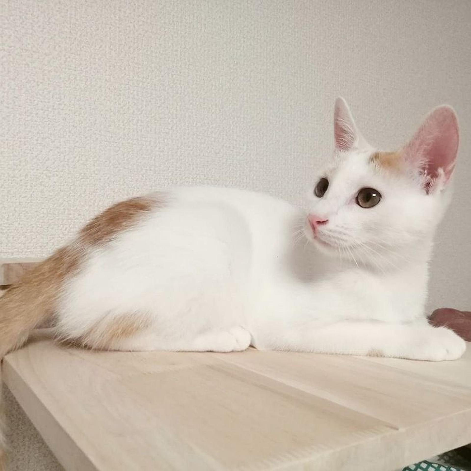 pet-image-2