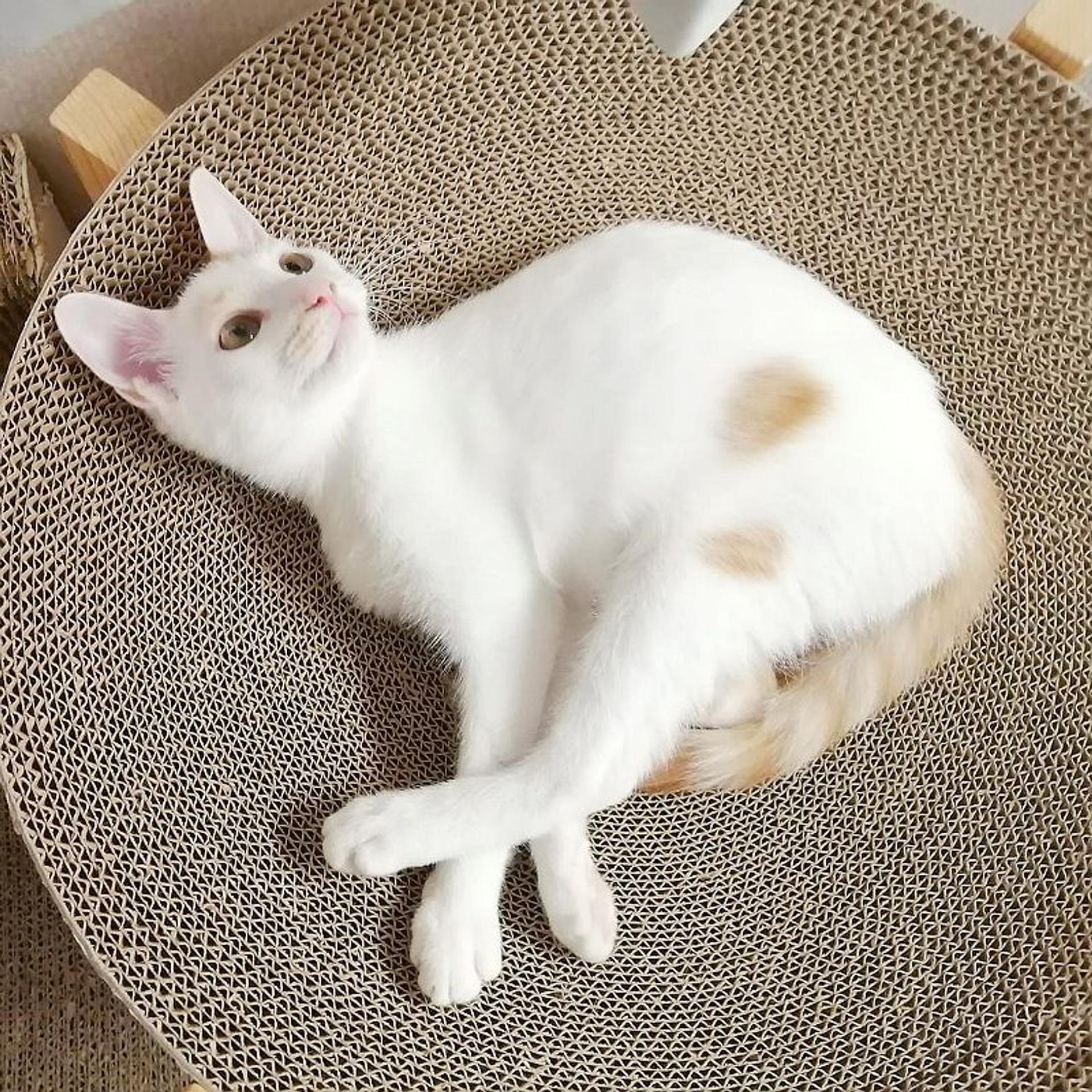 pet-image-3