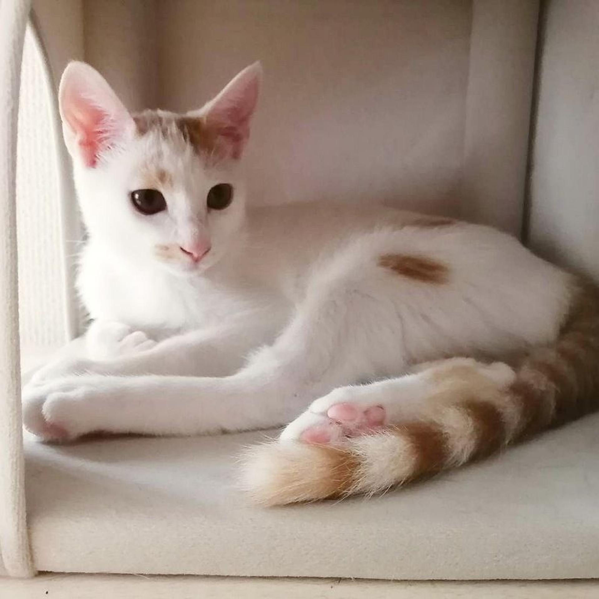 pet-image-5