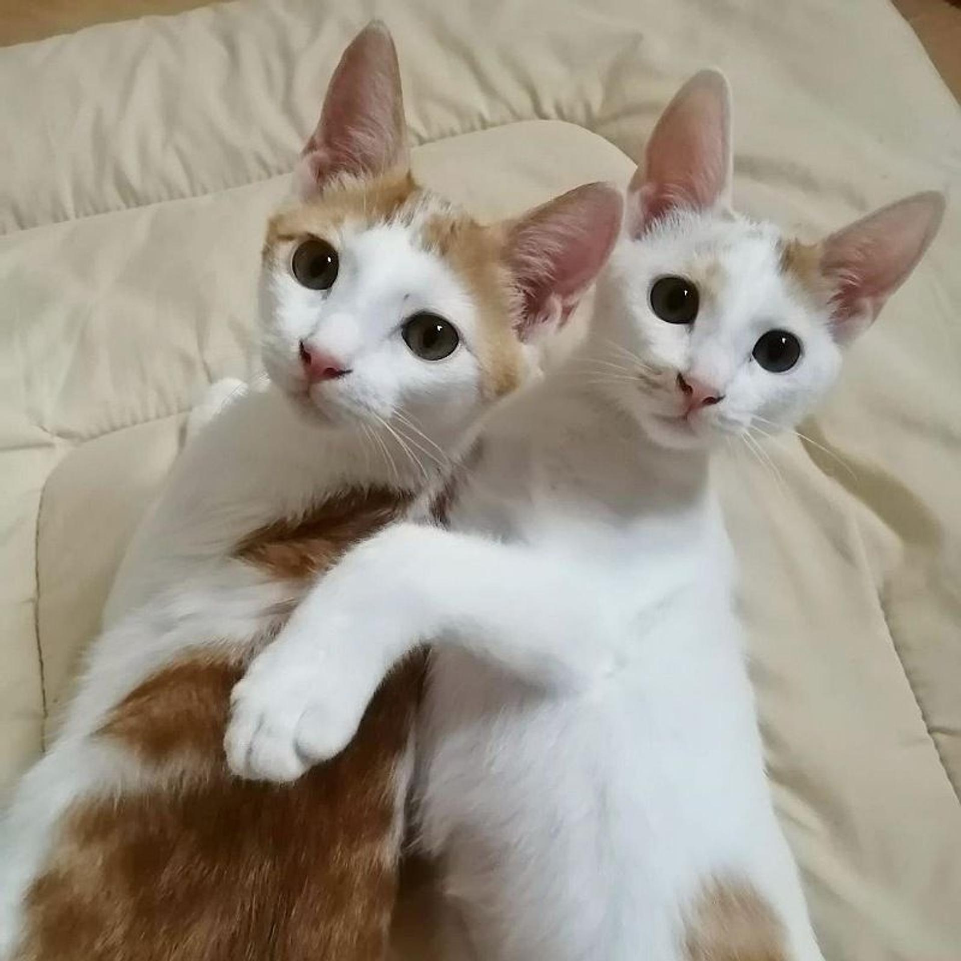 pet-image-6