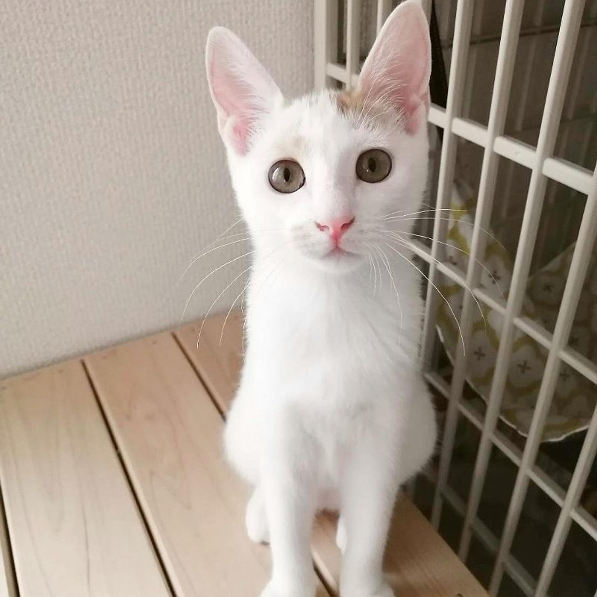 pet-image-8
