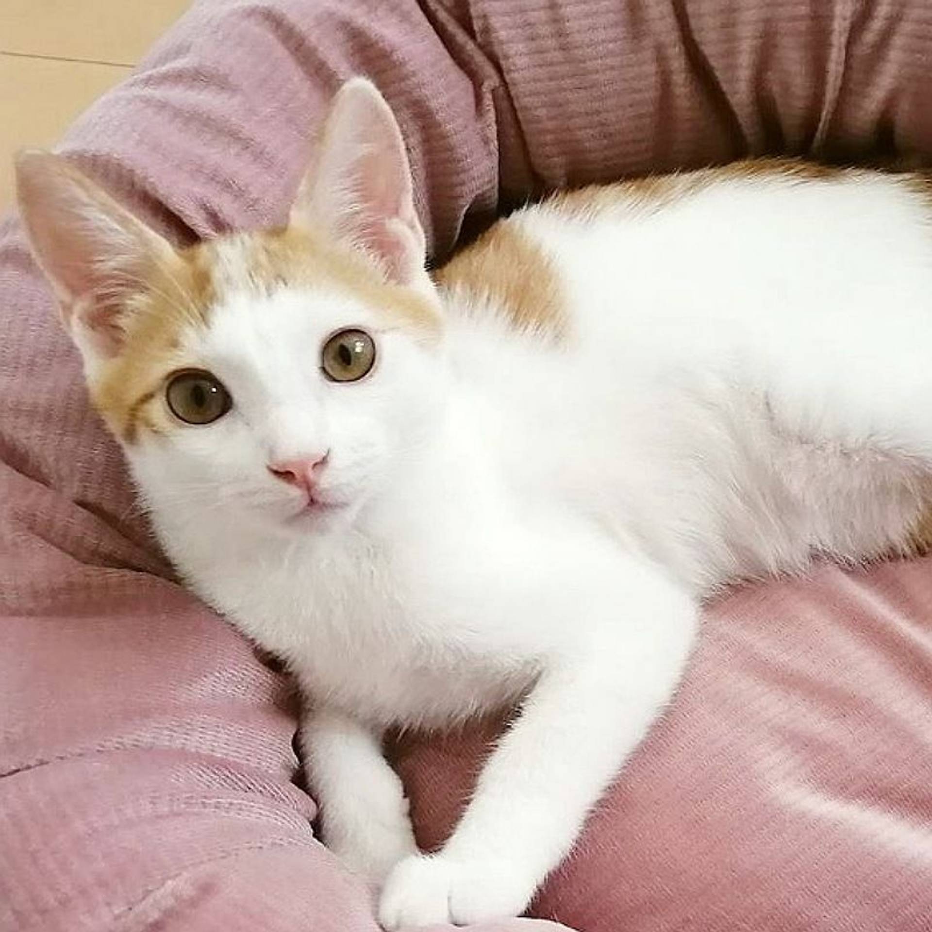 雑種（ミックス猫）・オスの里親募集の写真