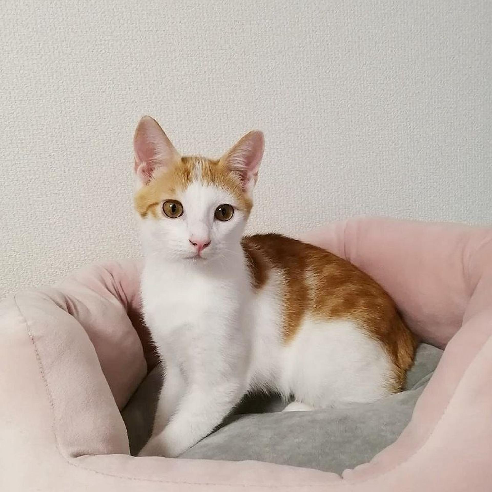 pet-image-5