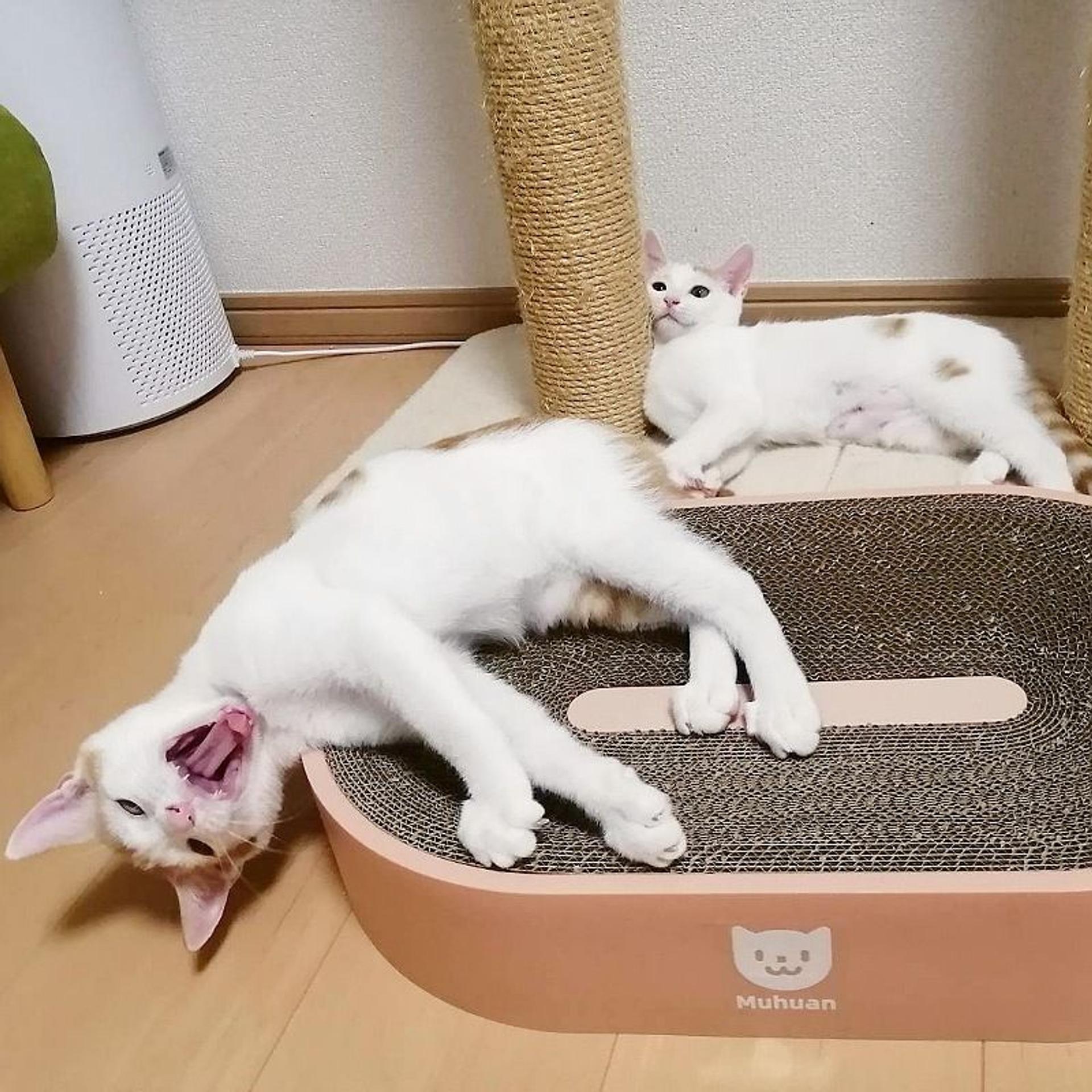 pet-image-6