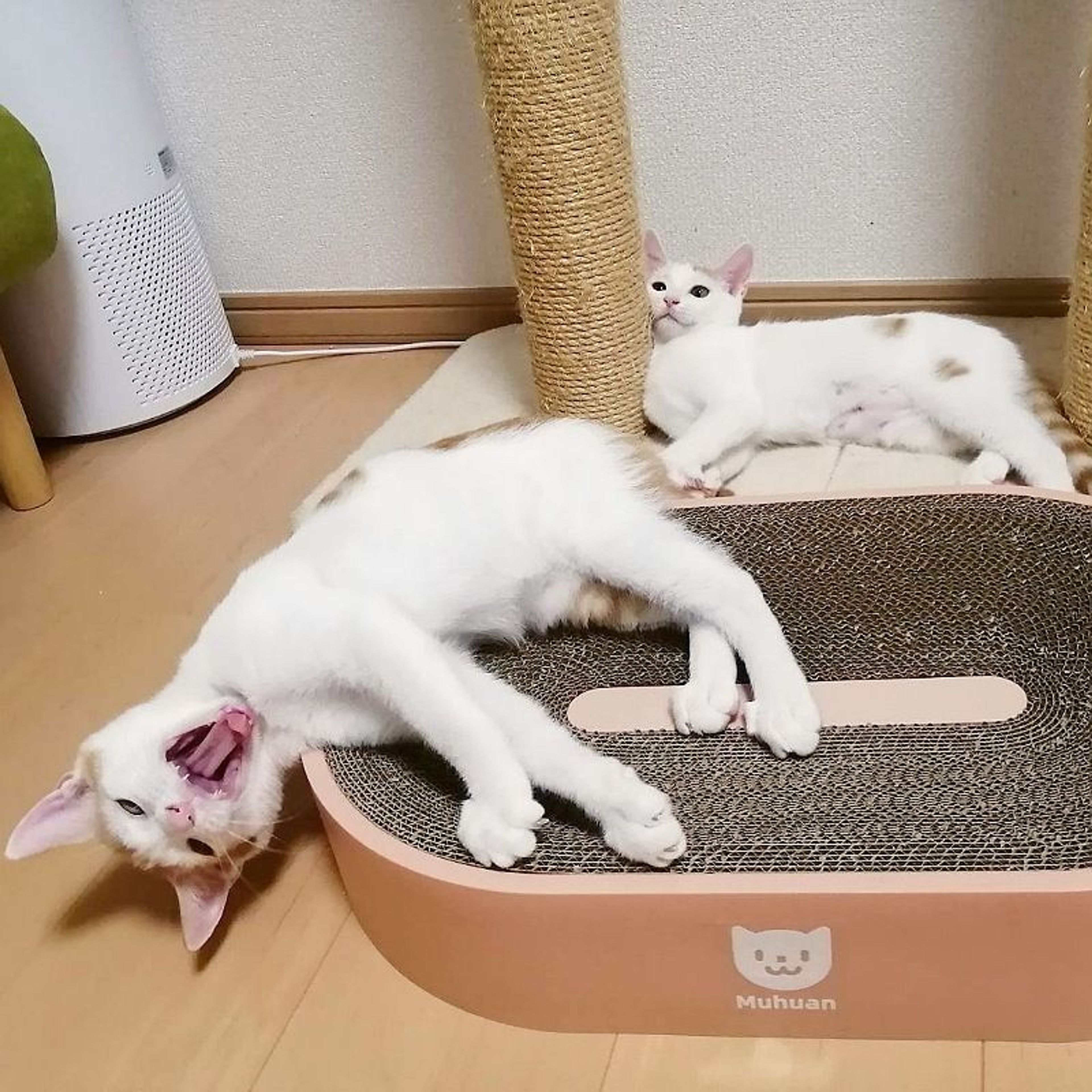 pet-image-6