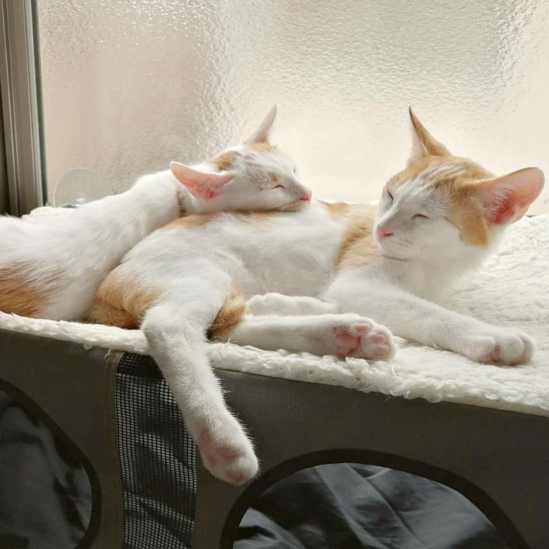 pet-image-7