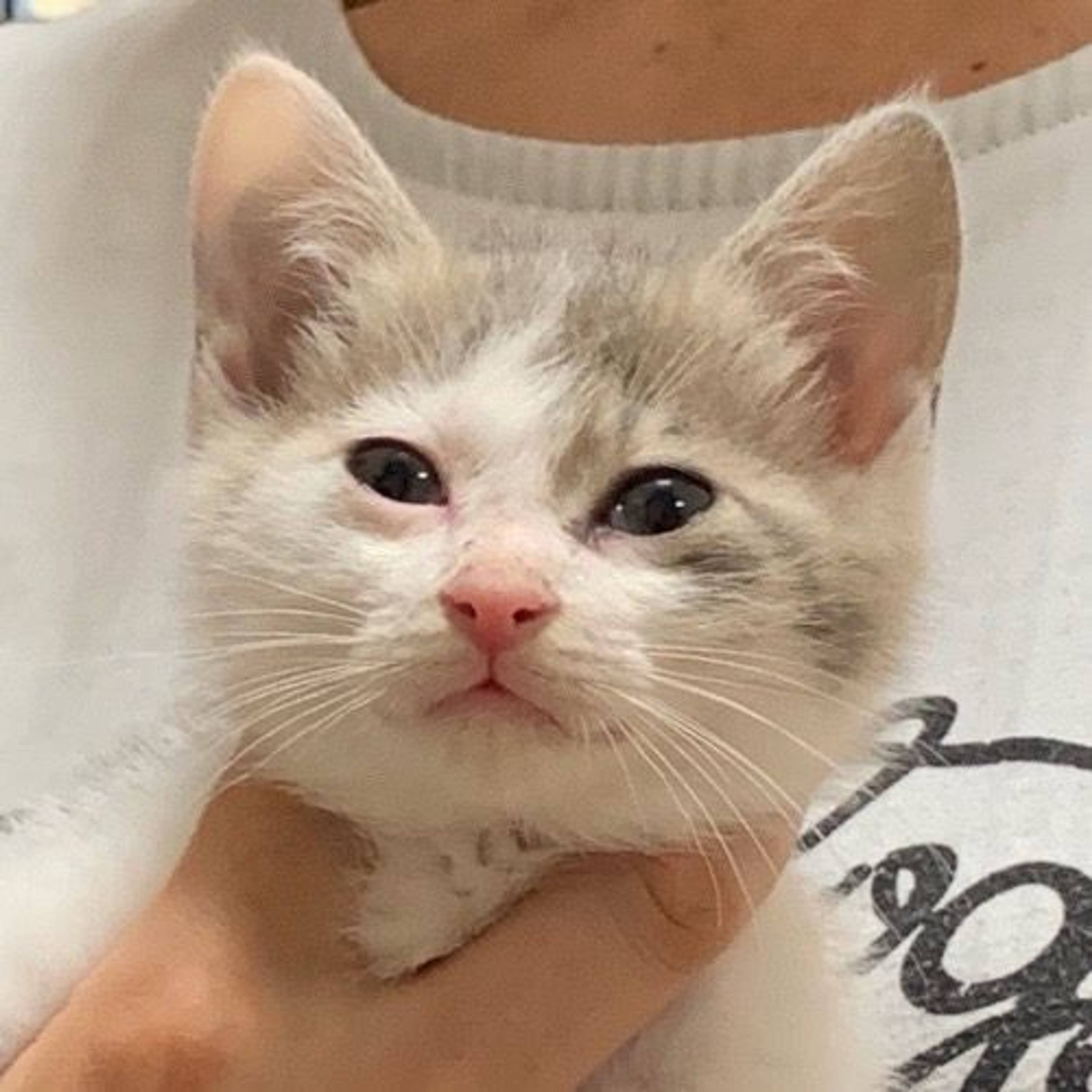 雑種（ミックス猫）・メスの里親募集の写真
