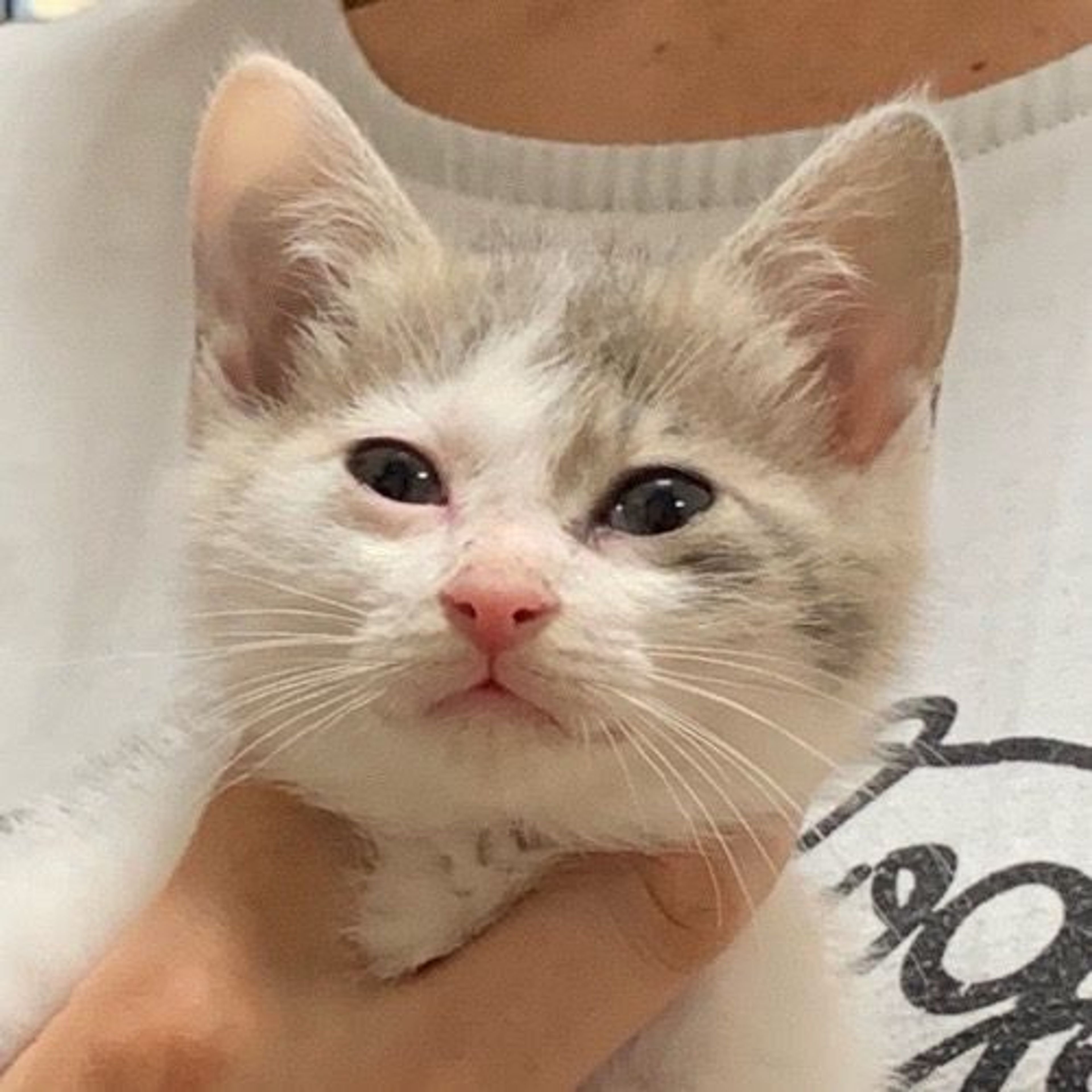 雑種（ミックス猫）・メスの里親募集の写真