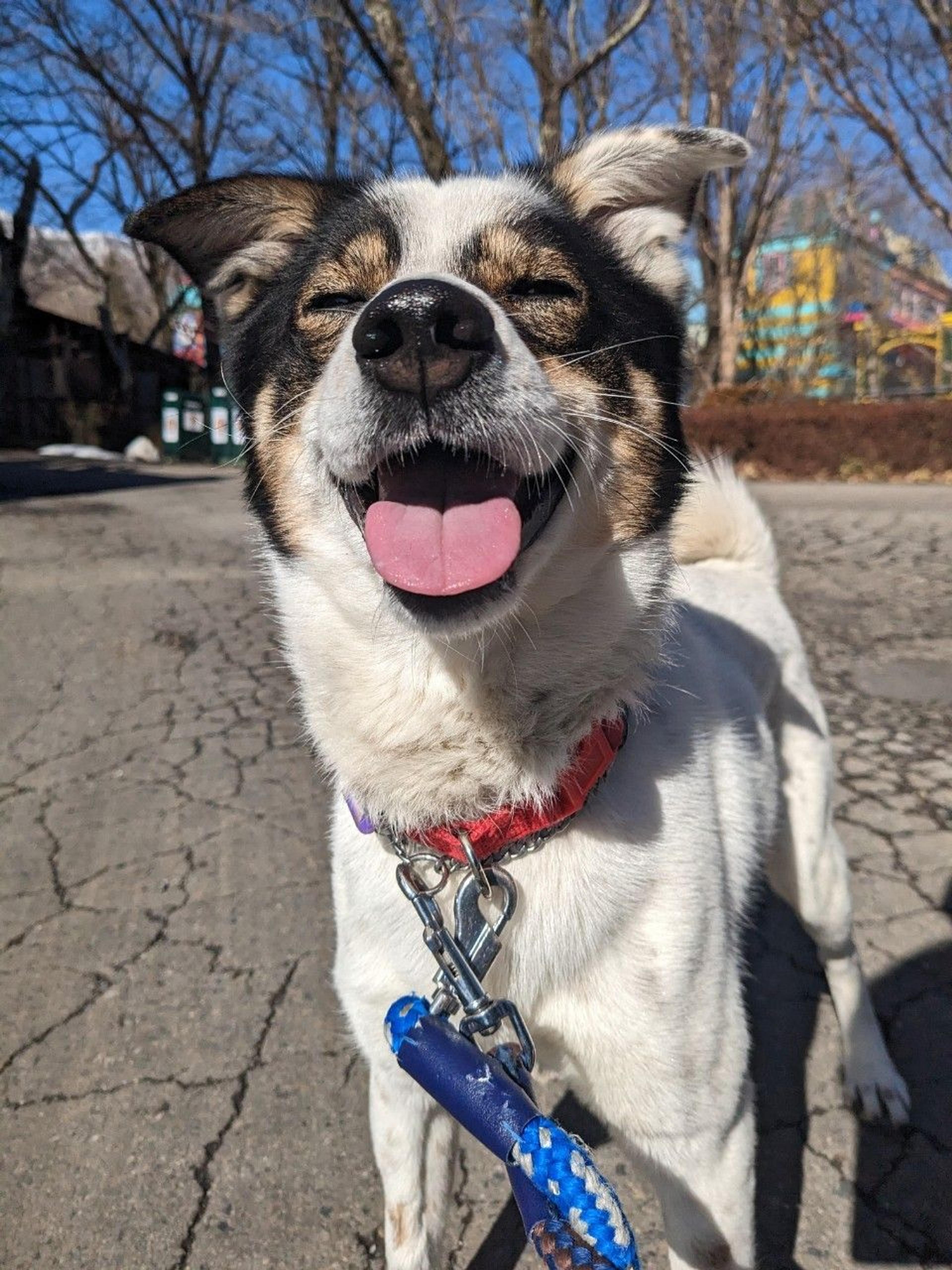 pet-image-6