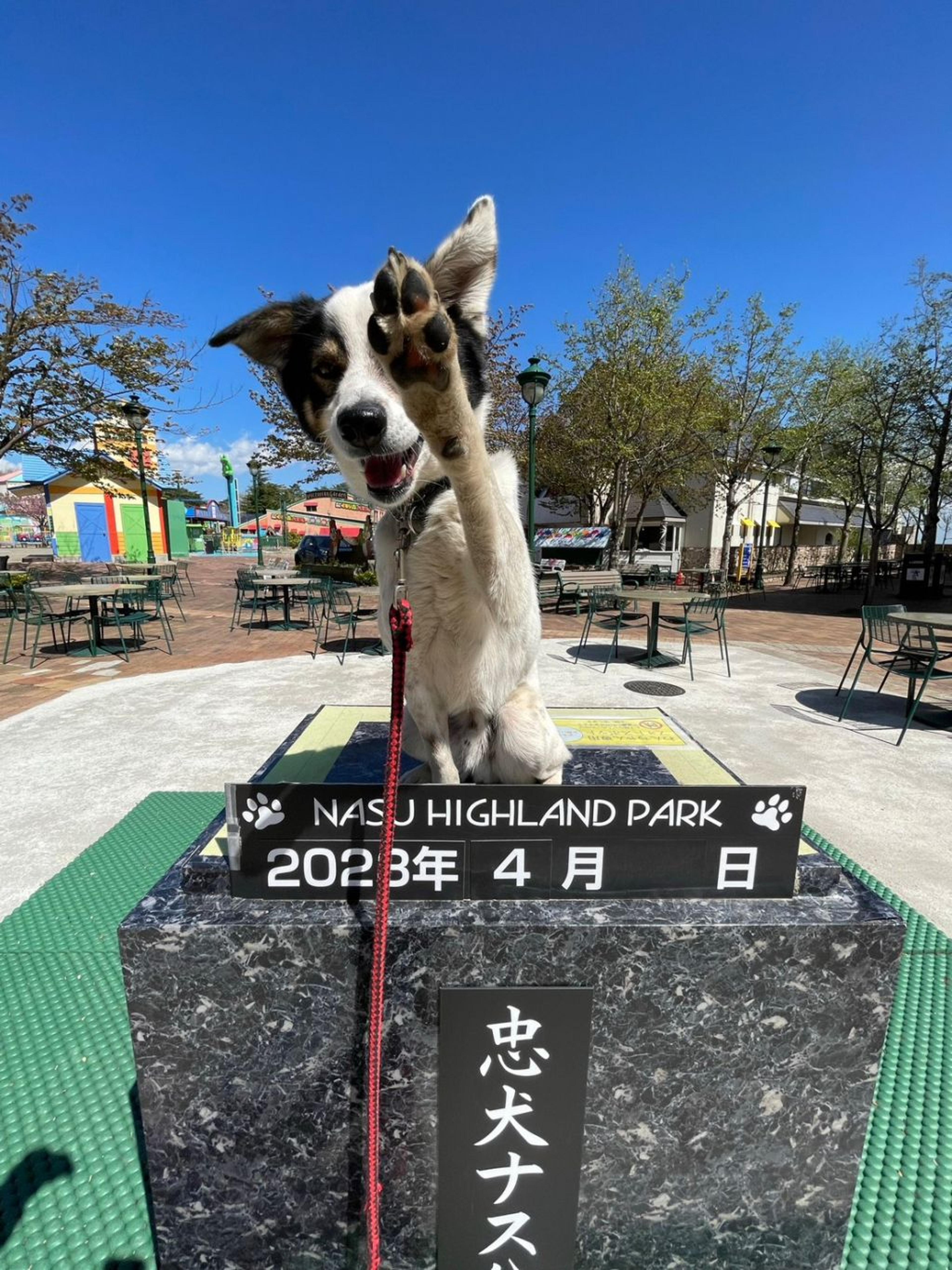 pet-image-8
