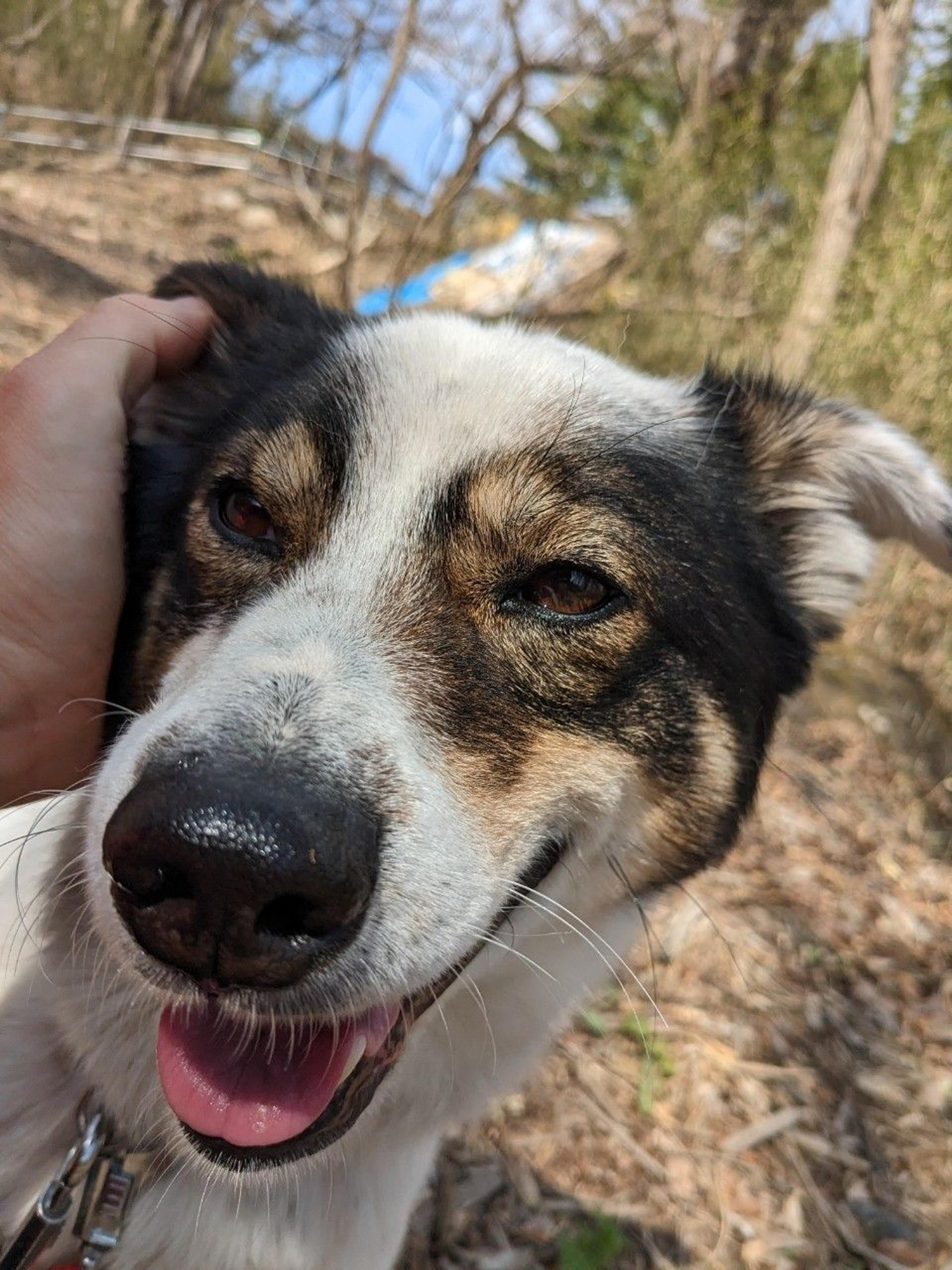 pet-image-7