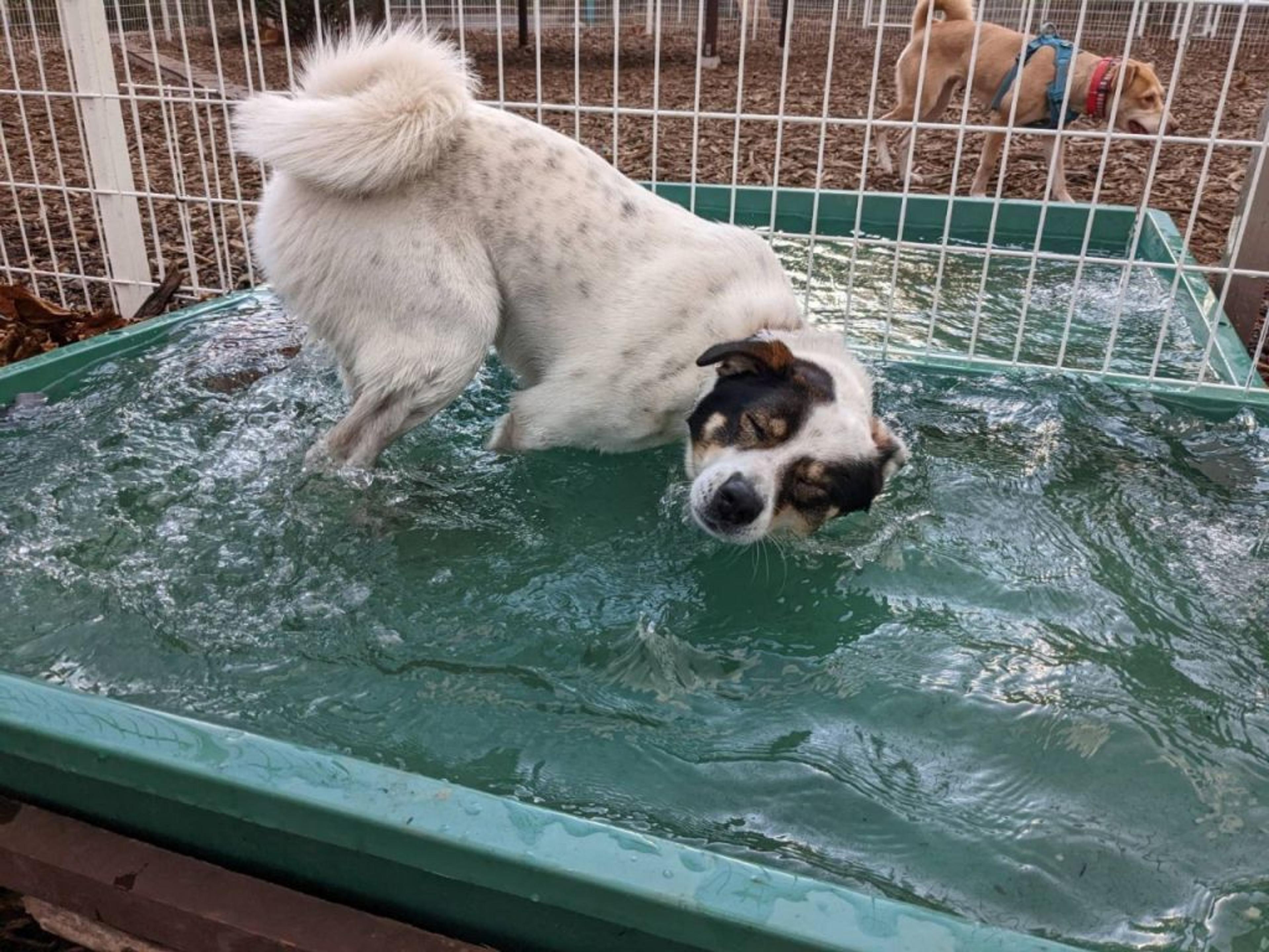 pet-image-9