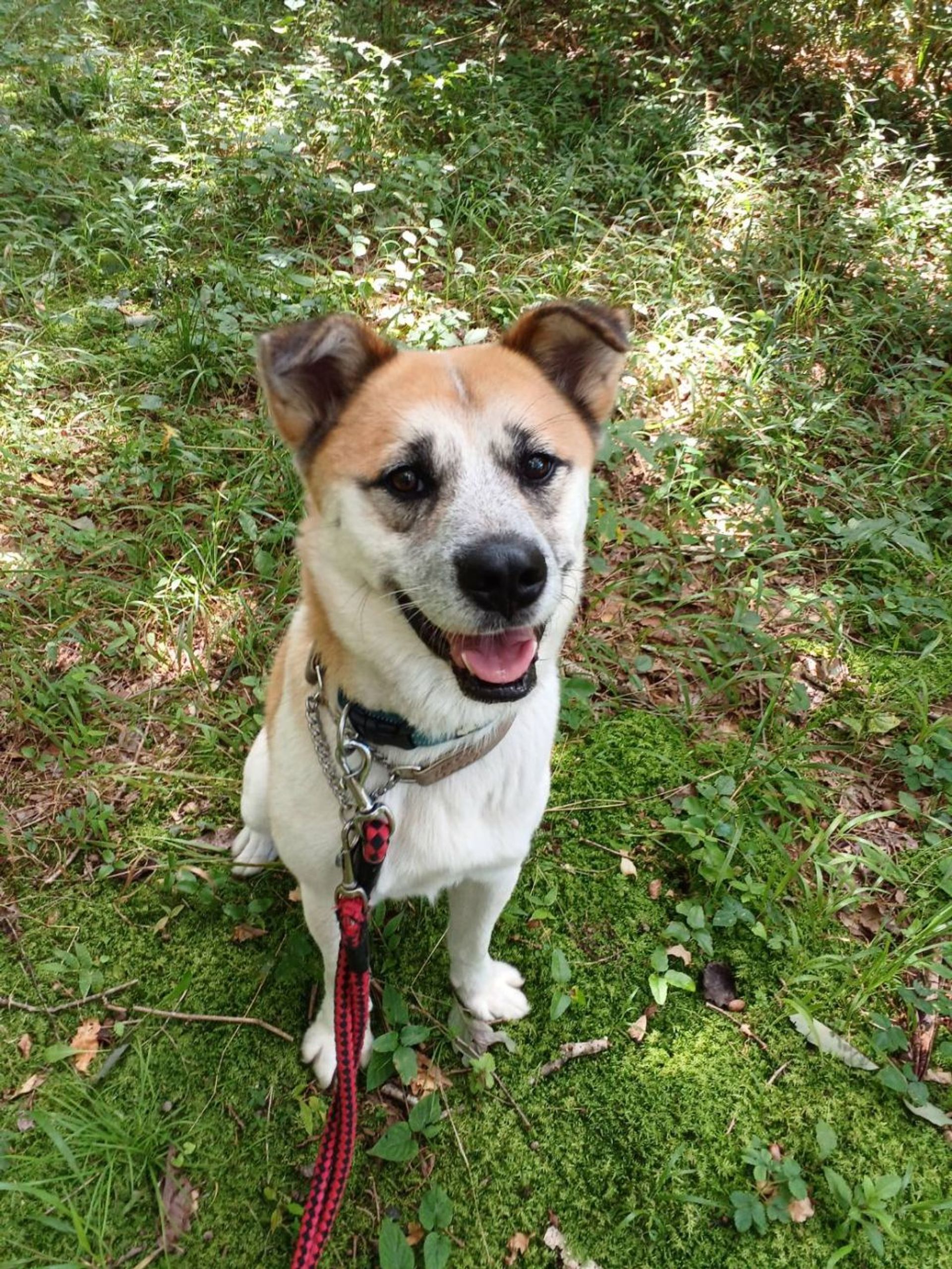 雑種（ミックス犬）・オスの里親募集の写真