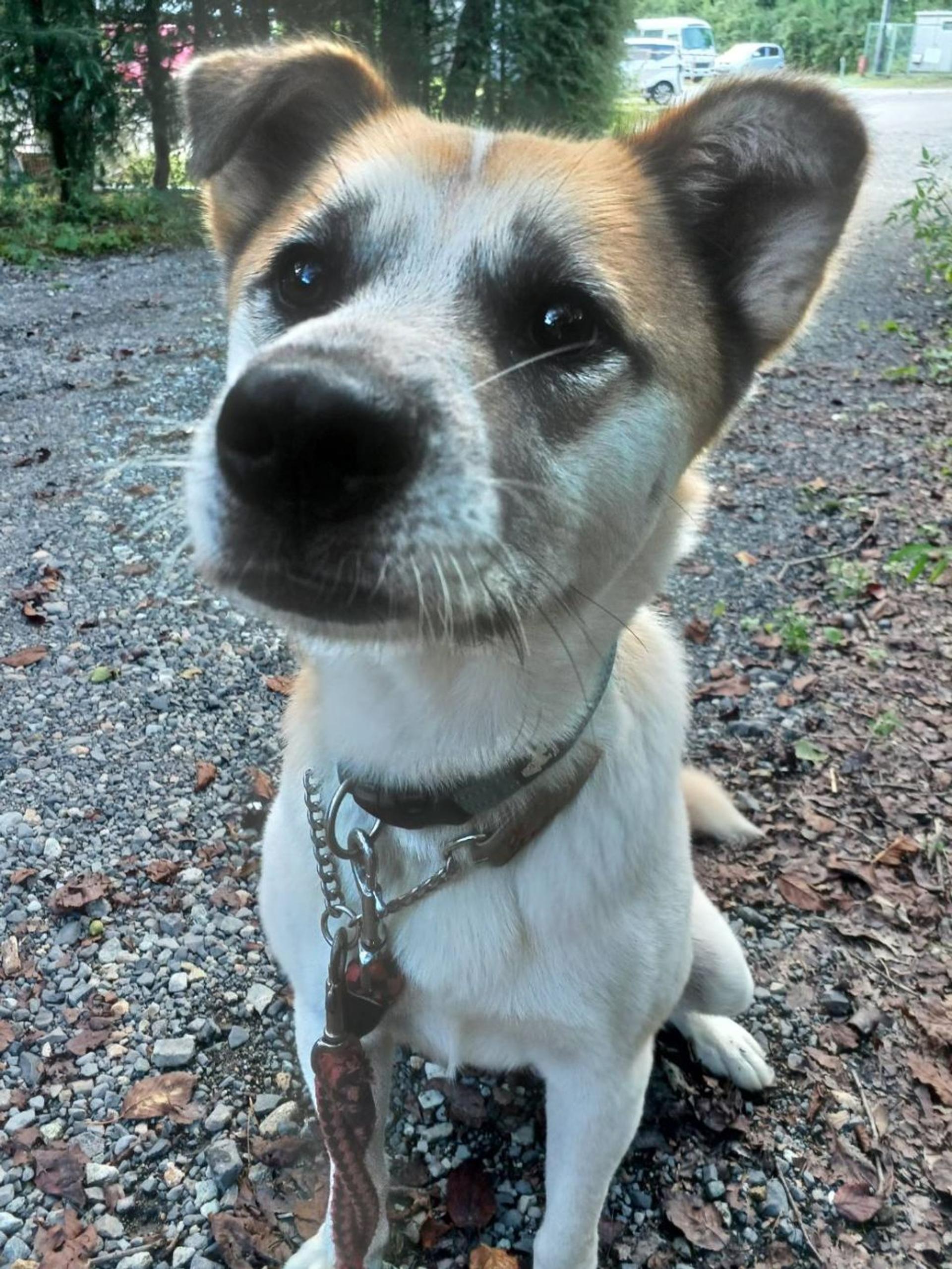 pet-image-2
