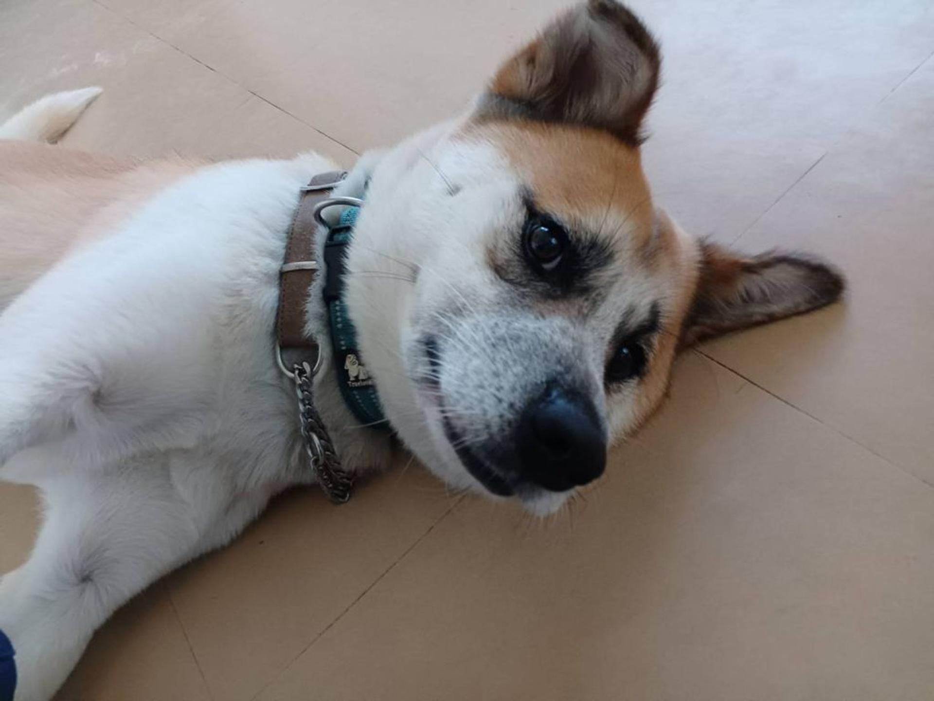 pet-image-4