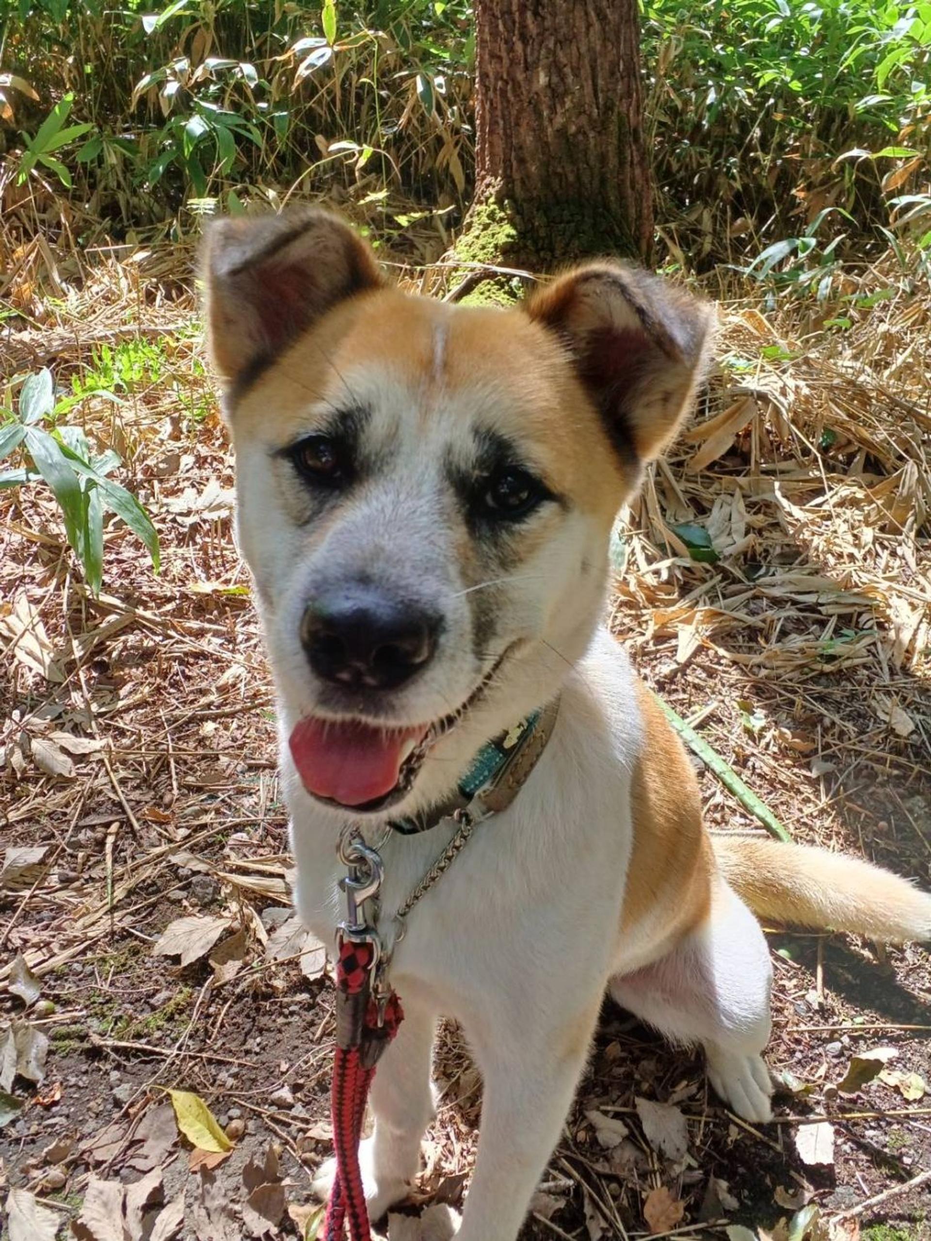 pet-image-5